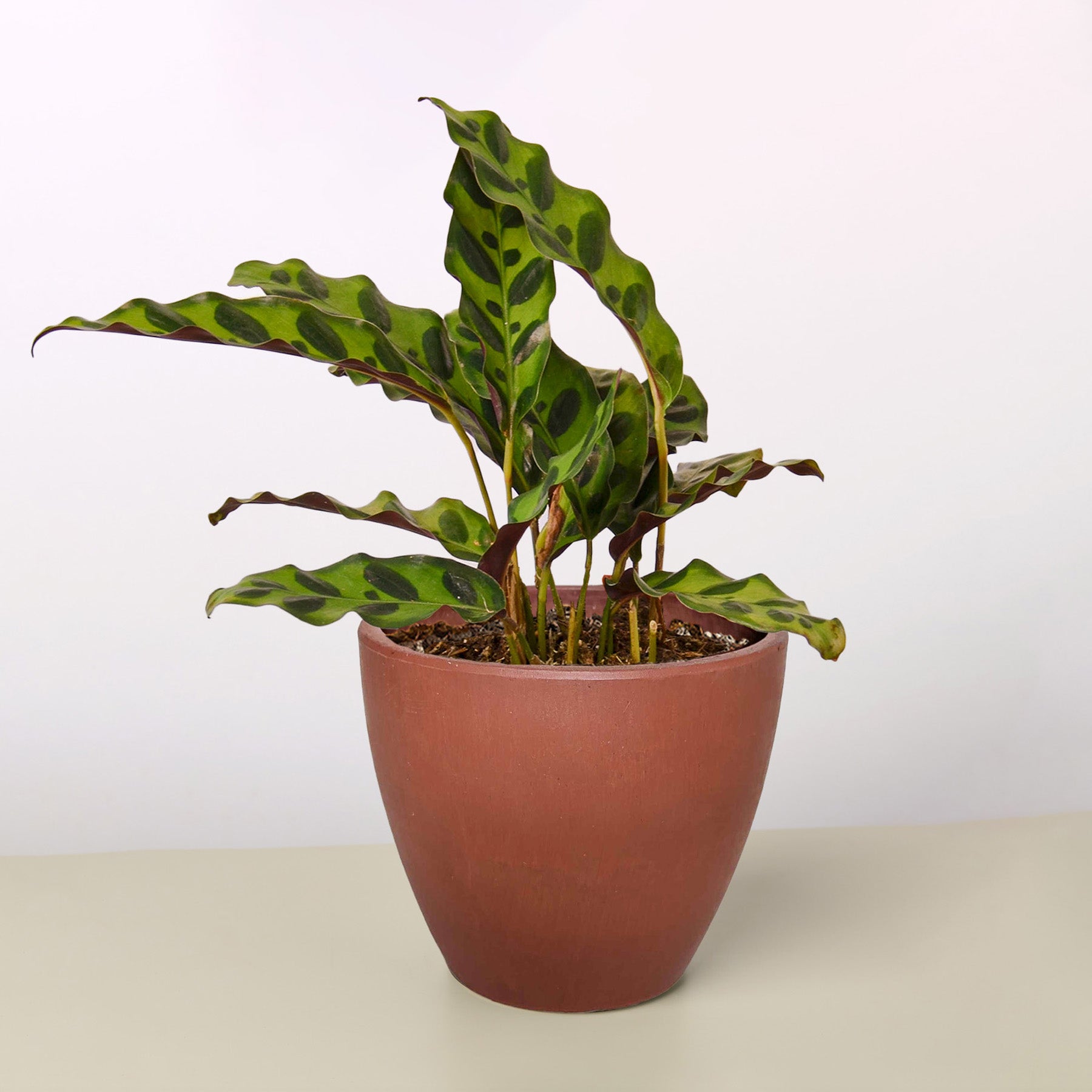 Calathea Lancifolia 'Rattlesnake'-Indoor Plants-The Succulent Source