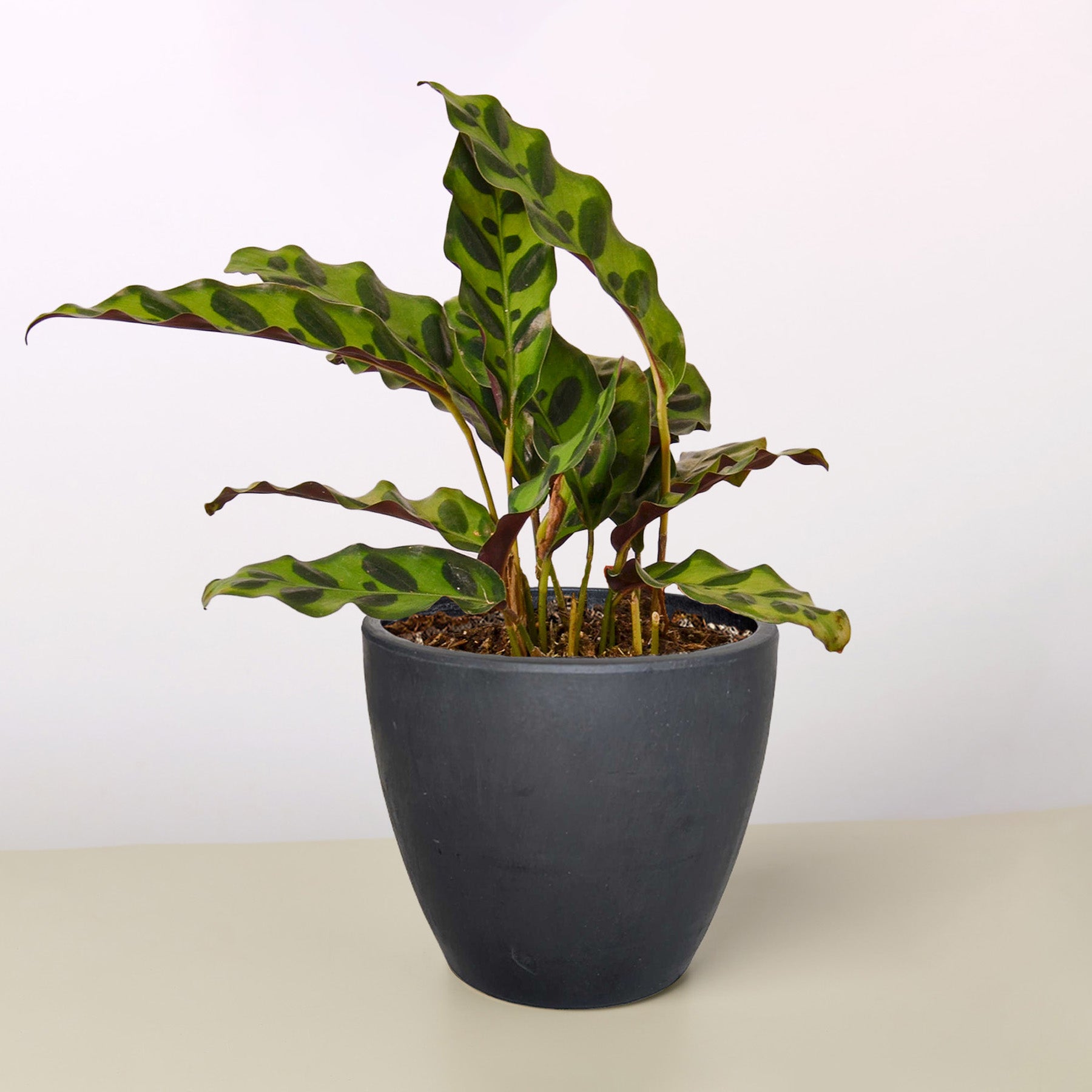 Calathea Lancifolia 'Rattlesnake'-Indoor Plants-The Succulent Source