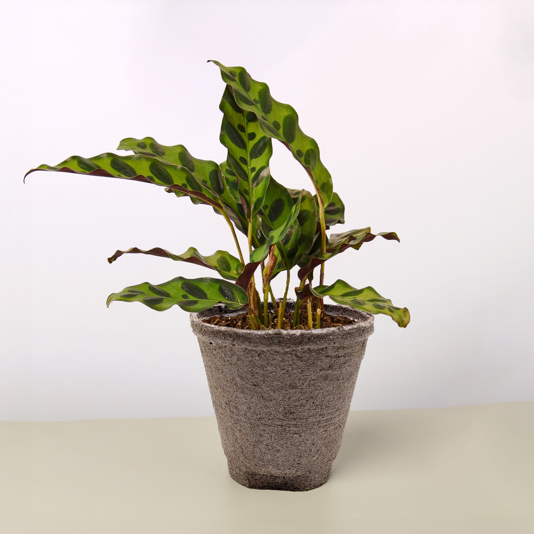 Calathea Lancifolia 'Rattlesnake'-Indoor Plants-The Succulent Source