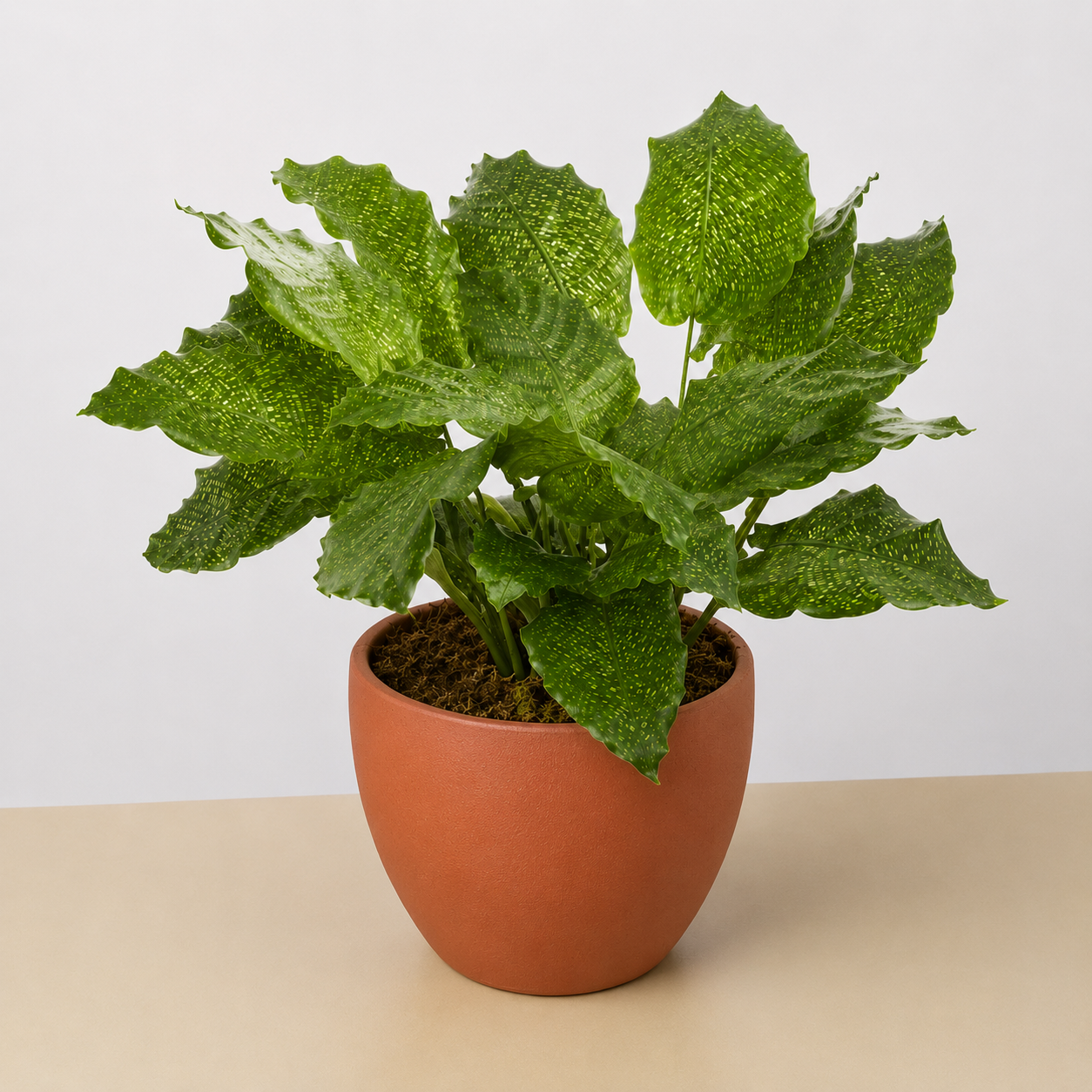 Calathea 'Musaica'-4" Plant-The Succulent Source