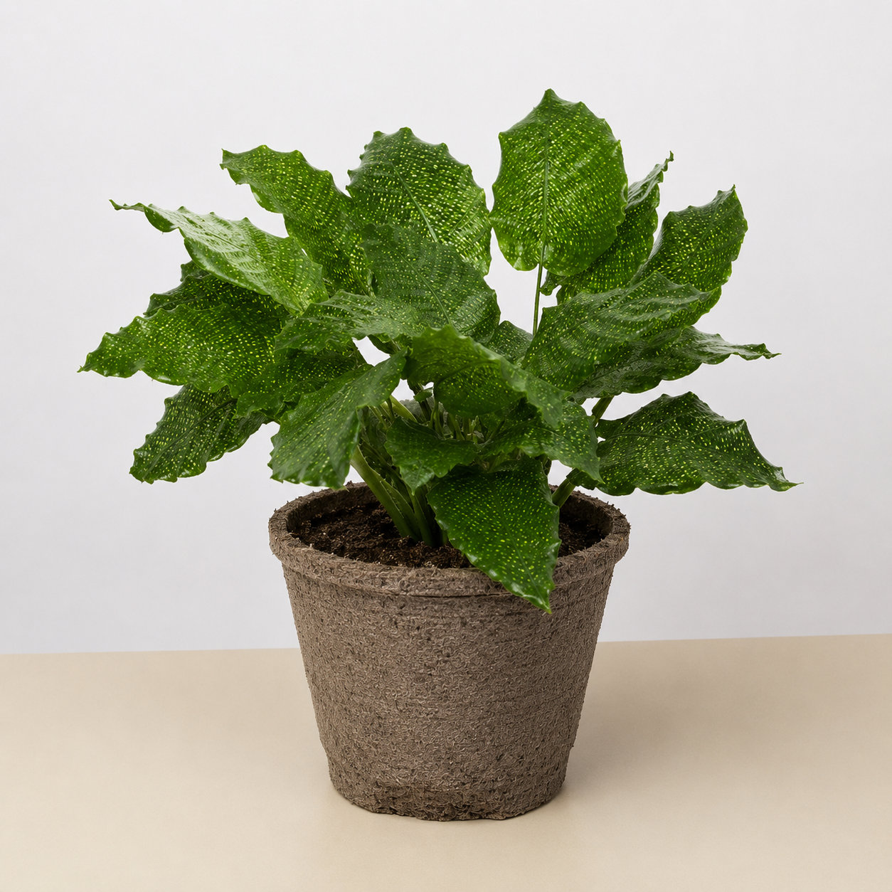 Calathea 'Musaica'-4" Plant-The Succulent Source