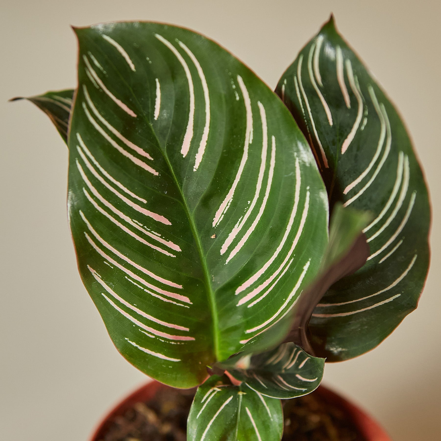 Calathea 'Ornata'-Indoor Plants-The Succulent Source