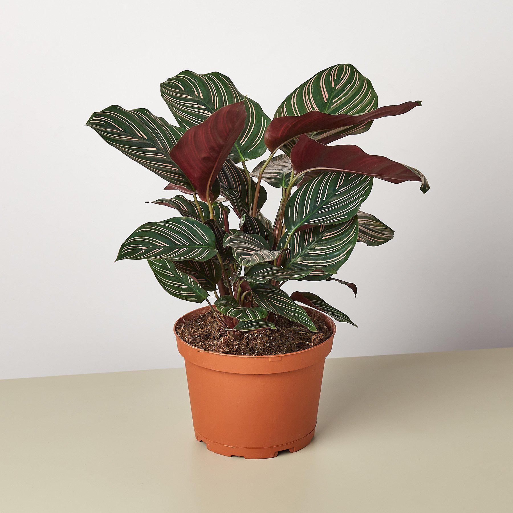 Calathea 'Ornata'-Indoor Plants-The Succulent Source