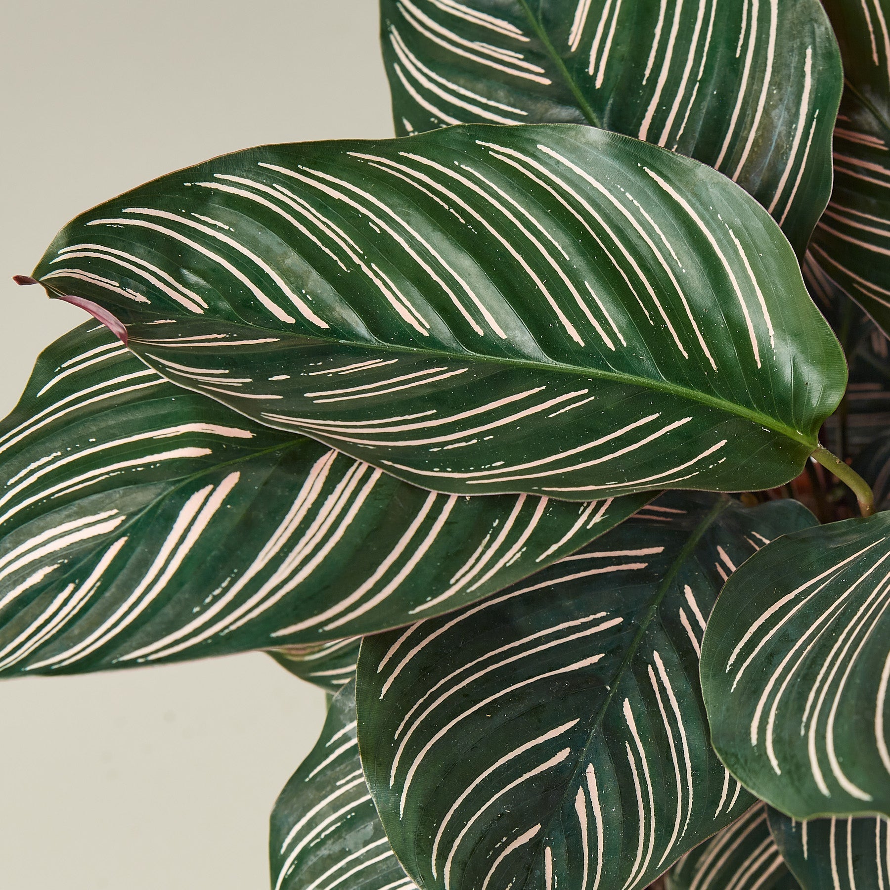 Calathea 'Ornata'-Indoor Plants-The Succulent Source