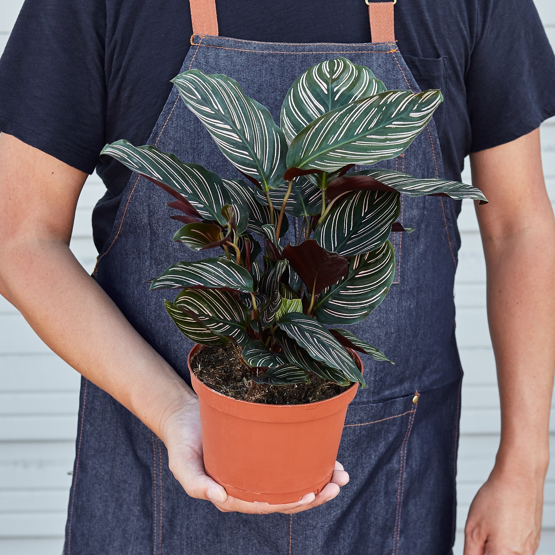 Calathea 'Ornata'-Indoor Plants-The Succulent Source