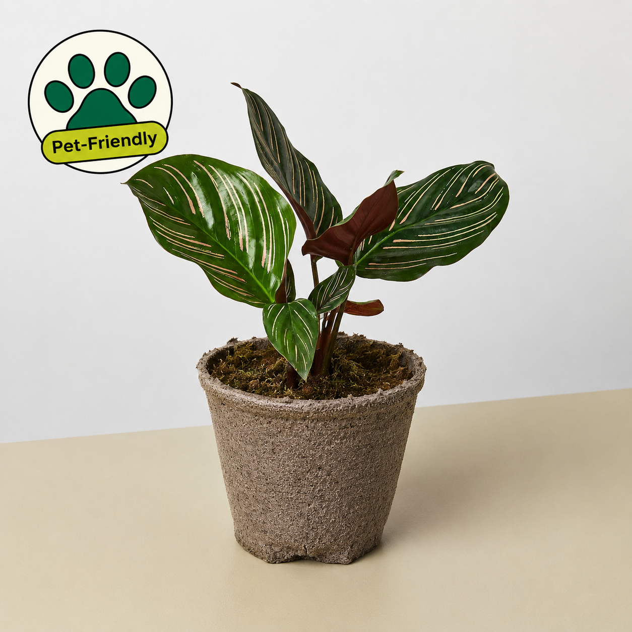 Calathea 'Ornata'-Indoor Plants-The Succulent Source