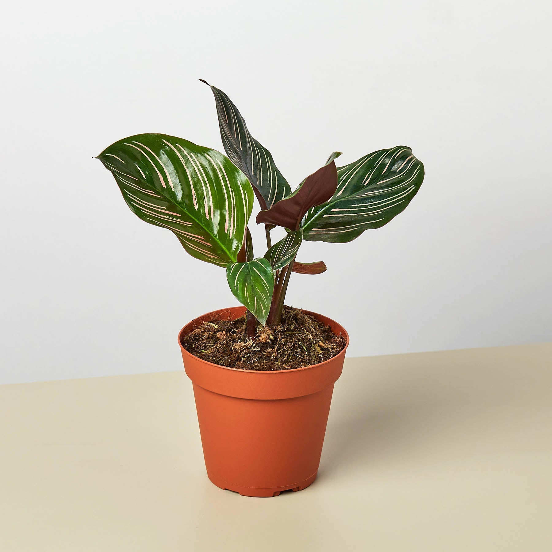 Calathea 'Ornata'-Indoor Plants-The Succulent Source