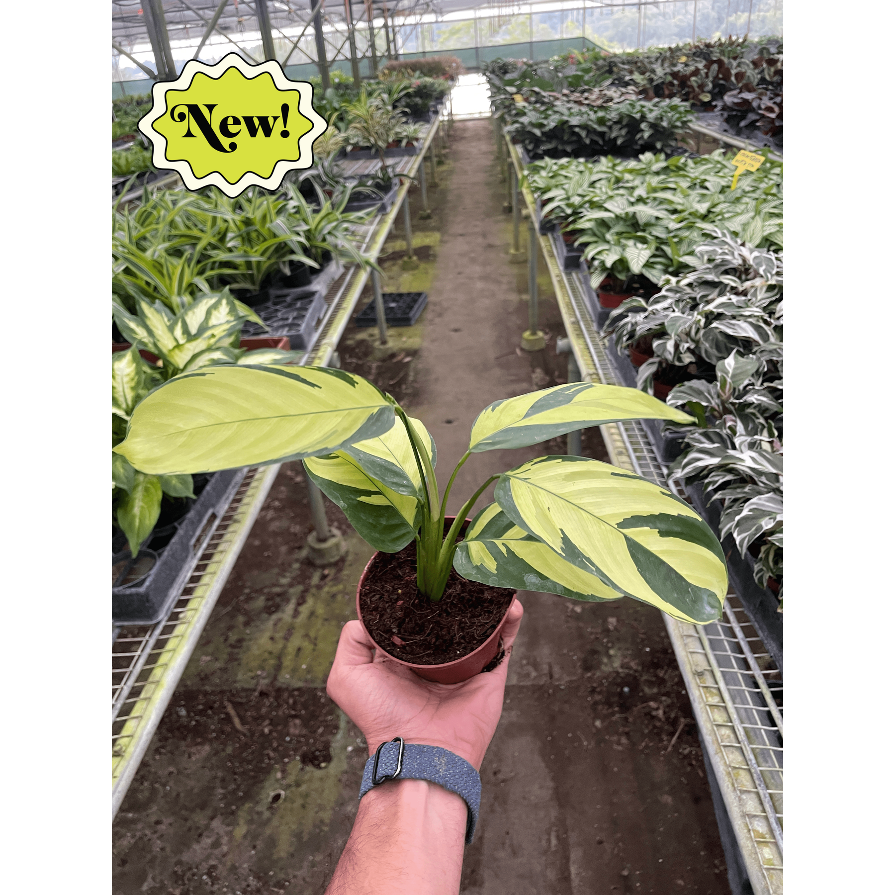 Calathea 'Pilosa'-Indoor Plants-The Succulent Source