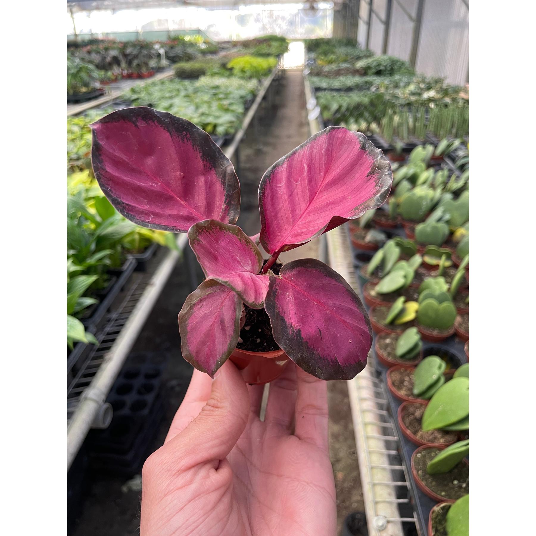 Calathea 'Purple Rose'-Indoor Plants-The Succulent Source