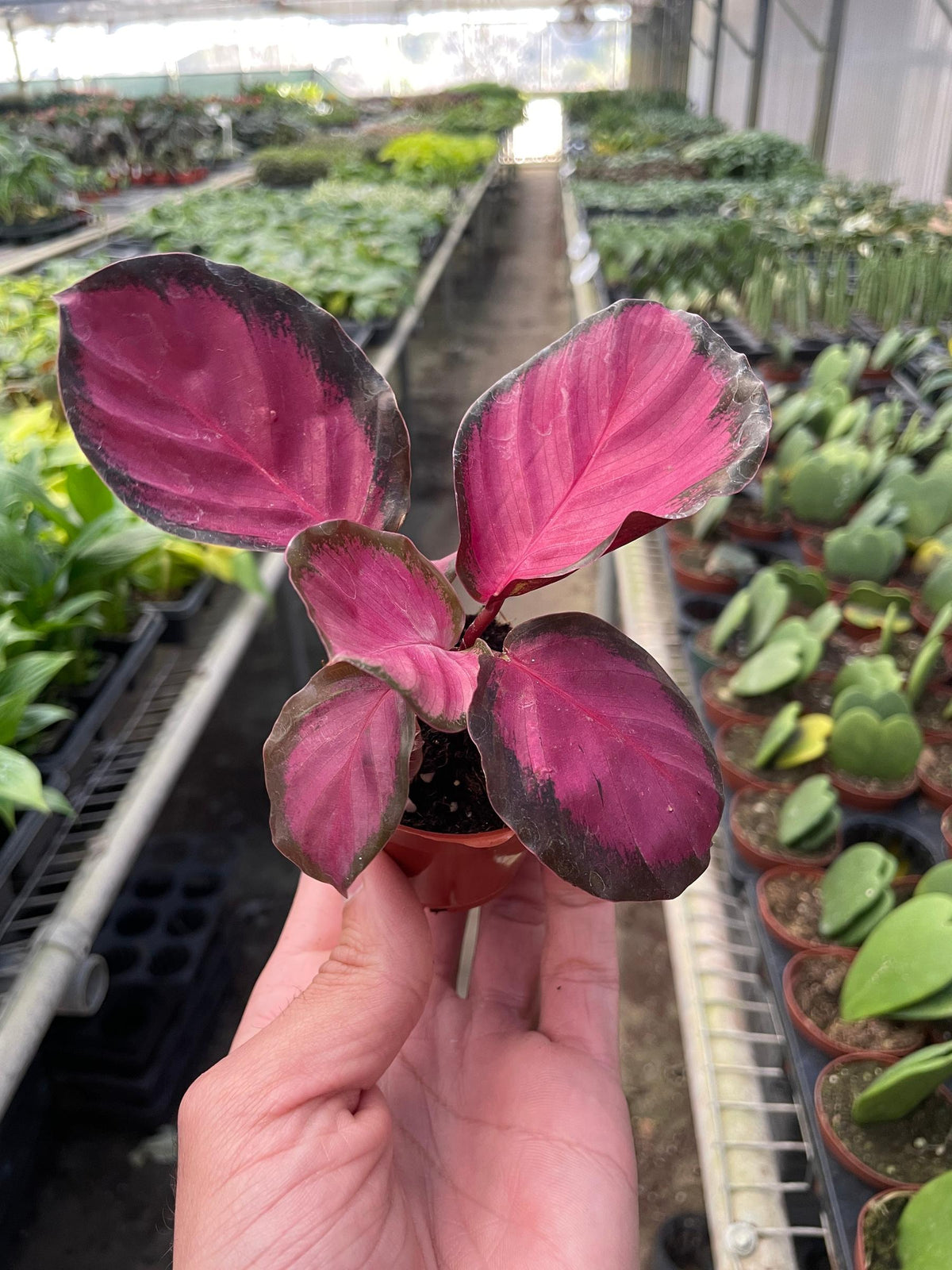 Calathea 'Purple Rose'-Indoor Plants-The Succulent Source