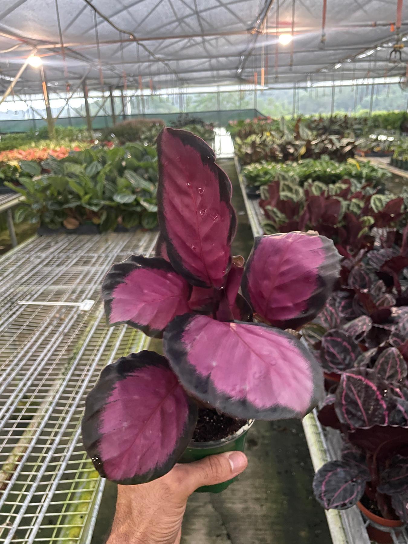 Calathea 'Purple Rose'-Indoor Plants-The Succulent Source