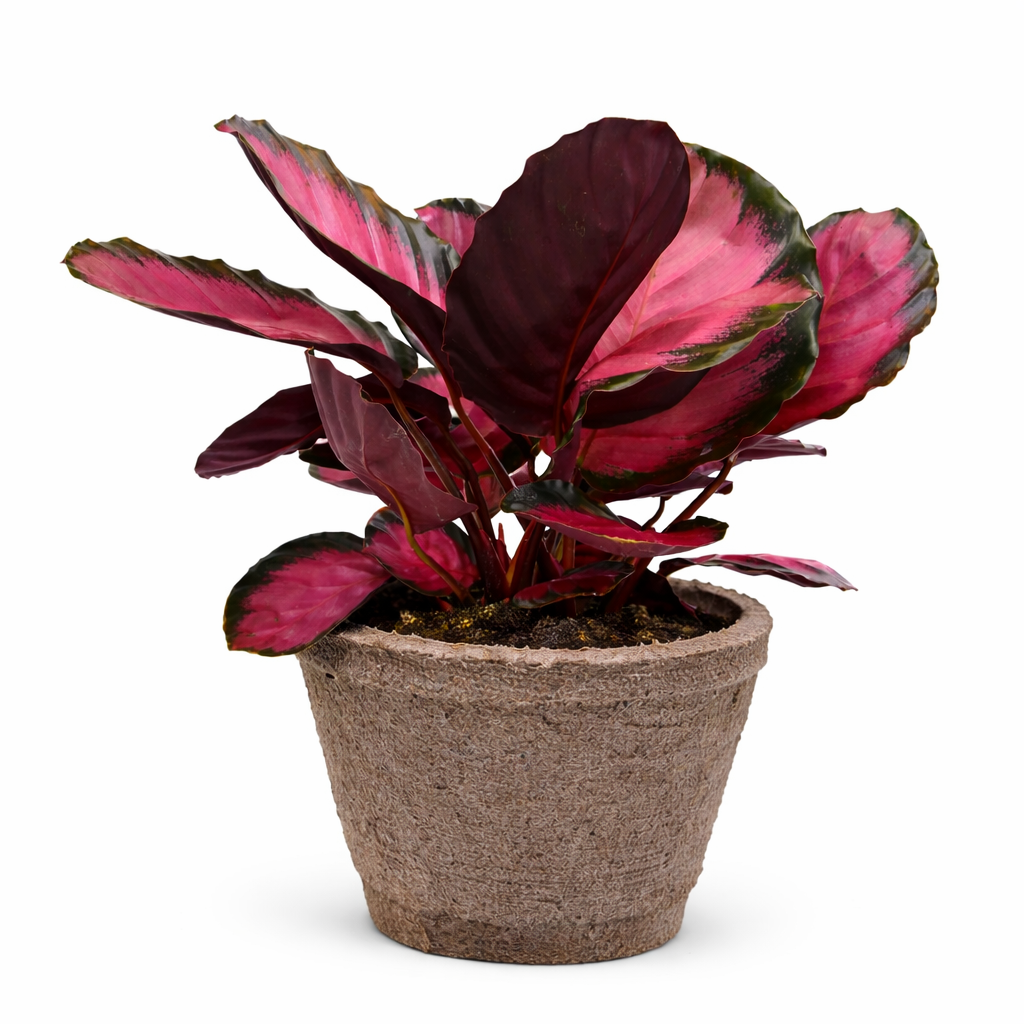 Calathea 'Purple Rose'-Indoor Plants-The Succulent Source