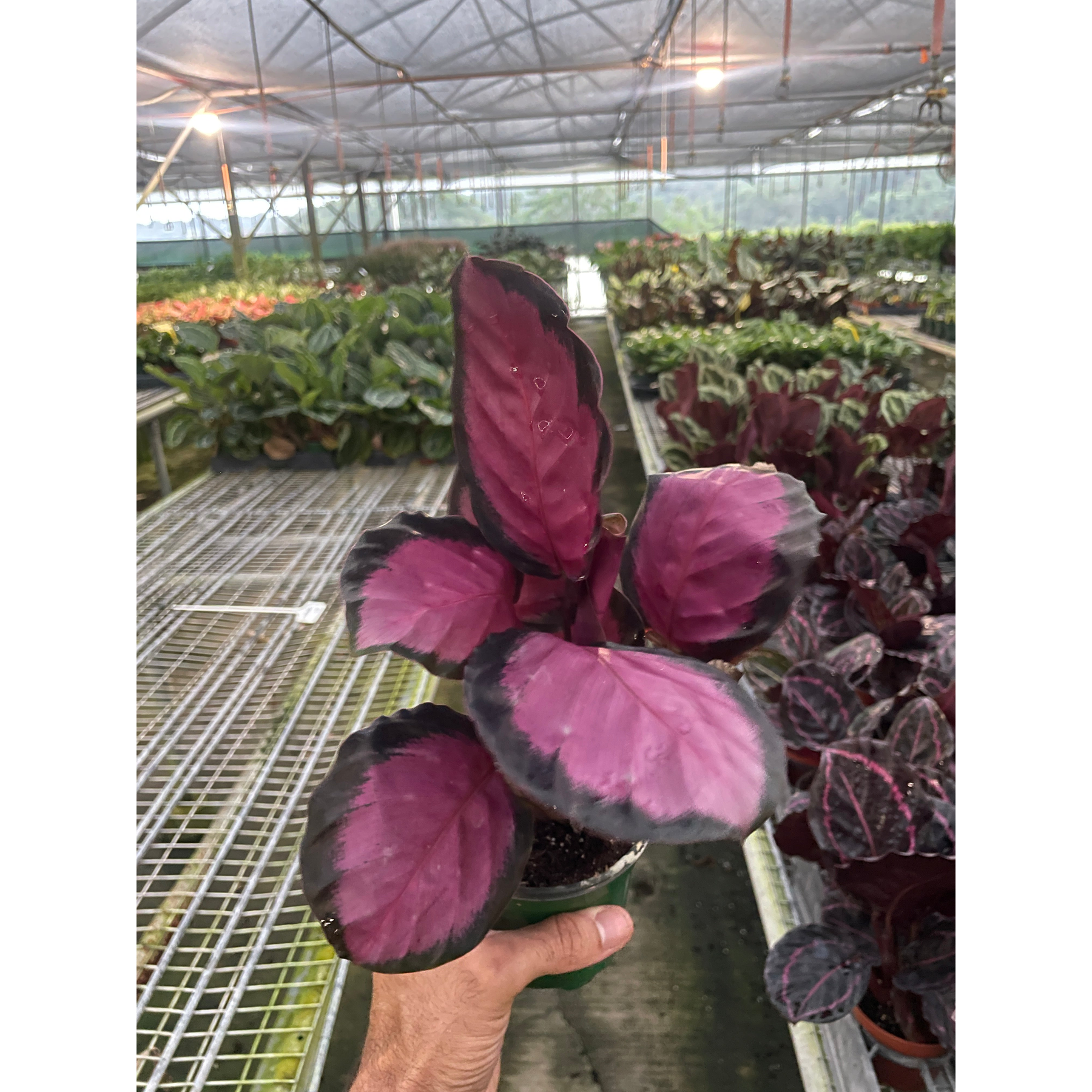 Calathea 'Purple Rose'-Indoor Plants-The Succulent Source