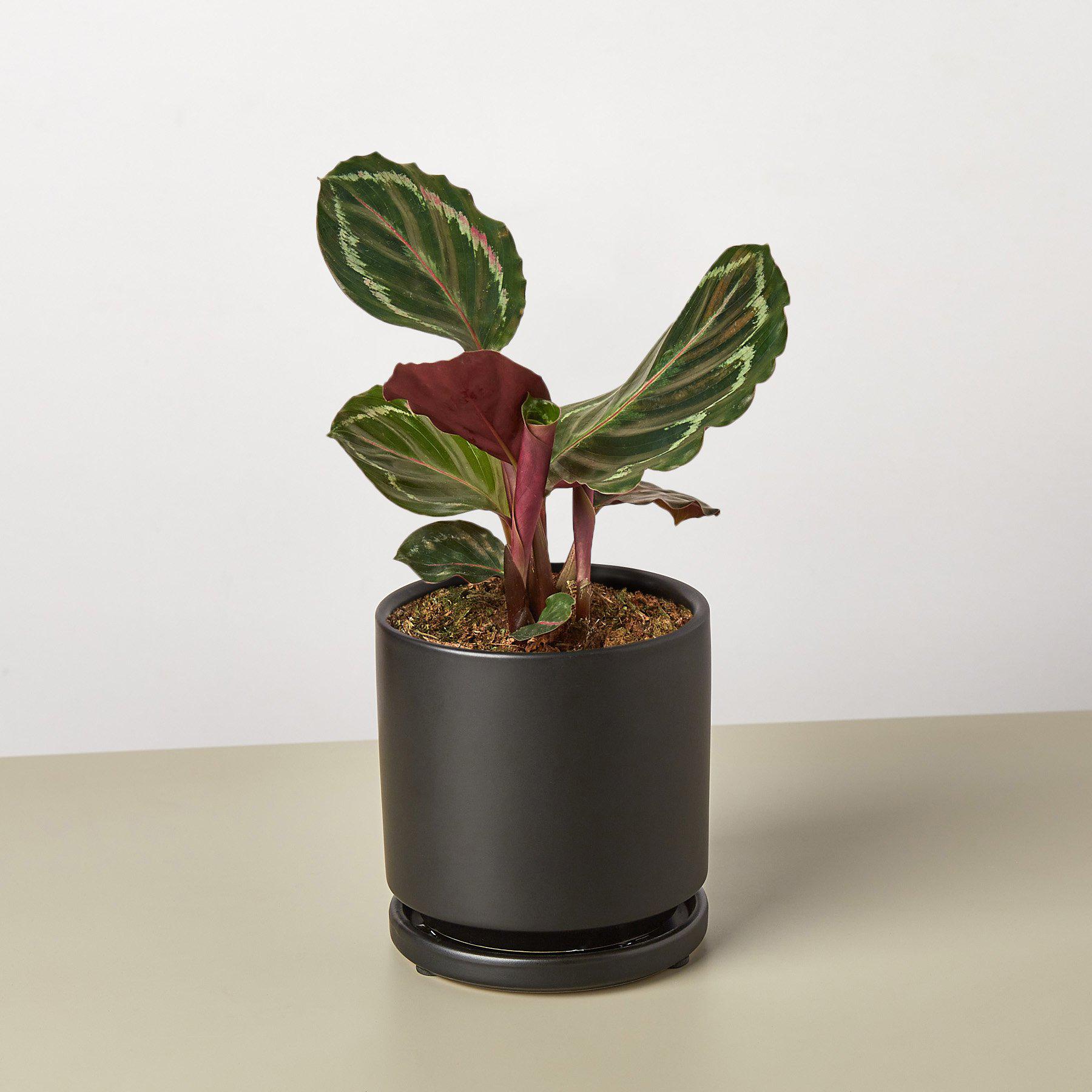 Calathea Roseopicta 'Medallion'-Indoor Plants-The Succulent Source