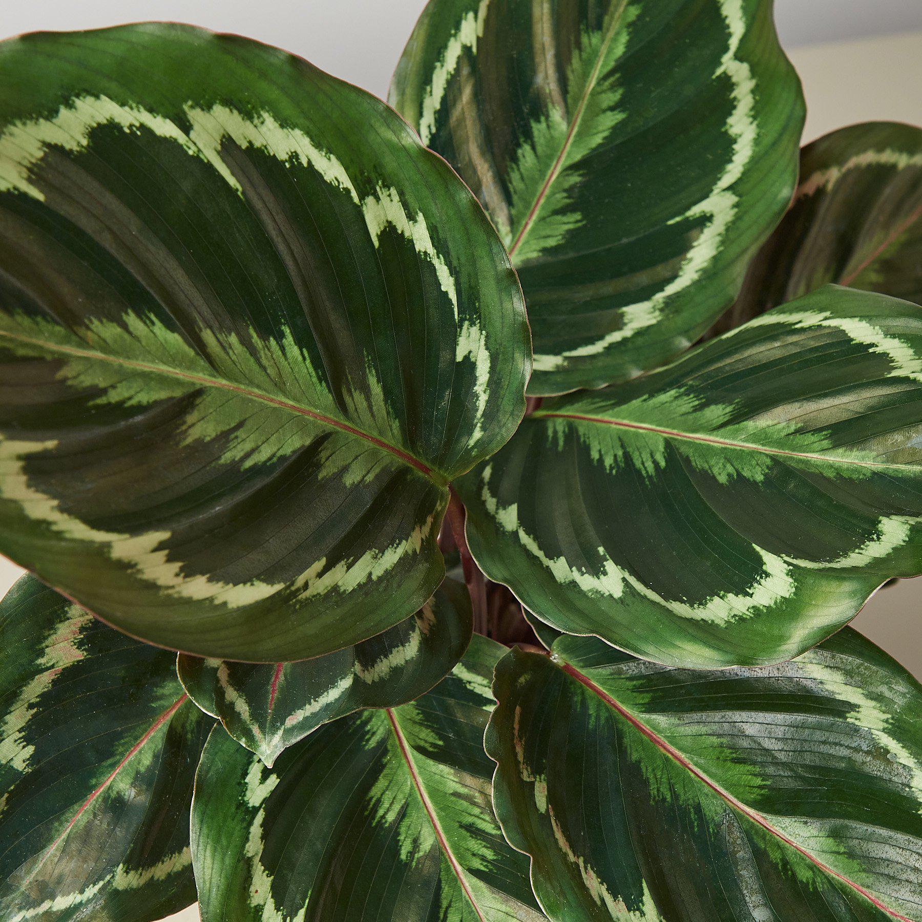 Calathea Roseopicta 'Medallion'-Indoor Plants-The Succulent Source