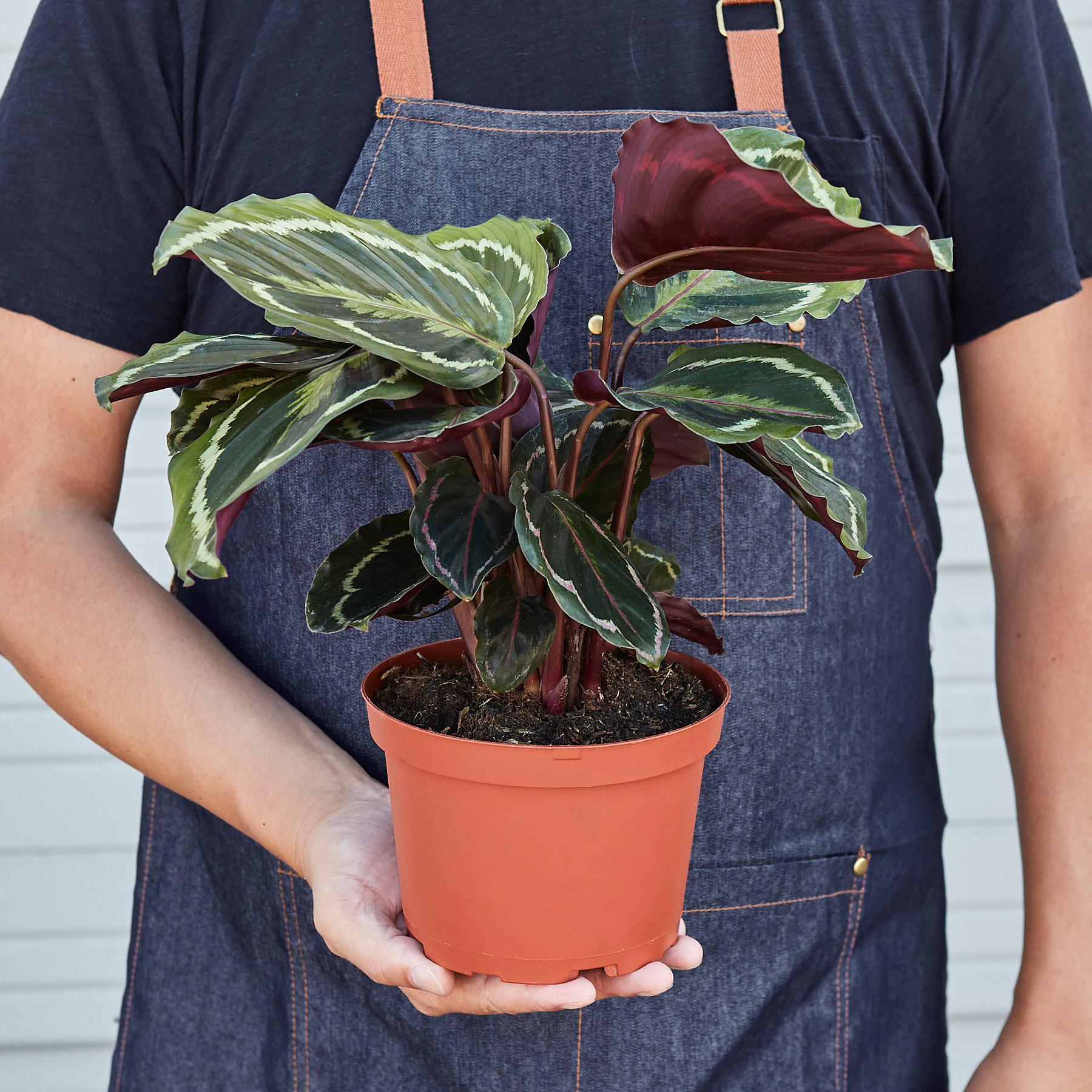Calathea Roseopicta 'Medallion'-Indoor Plants-The Succulent Source