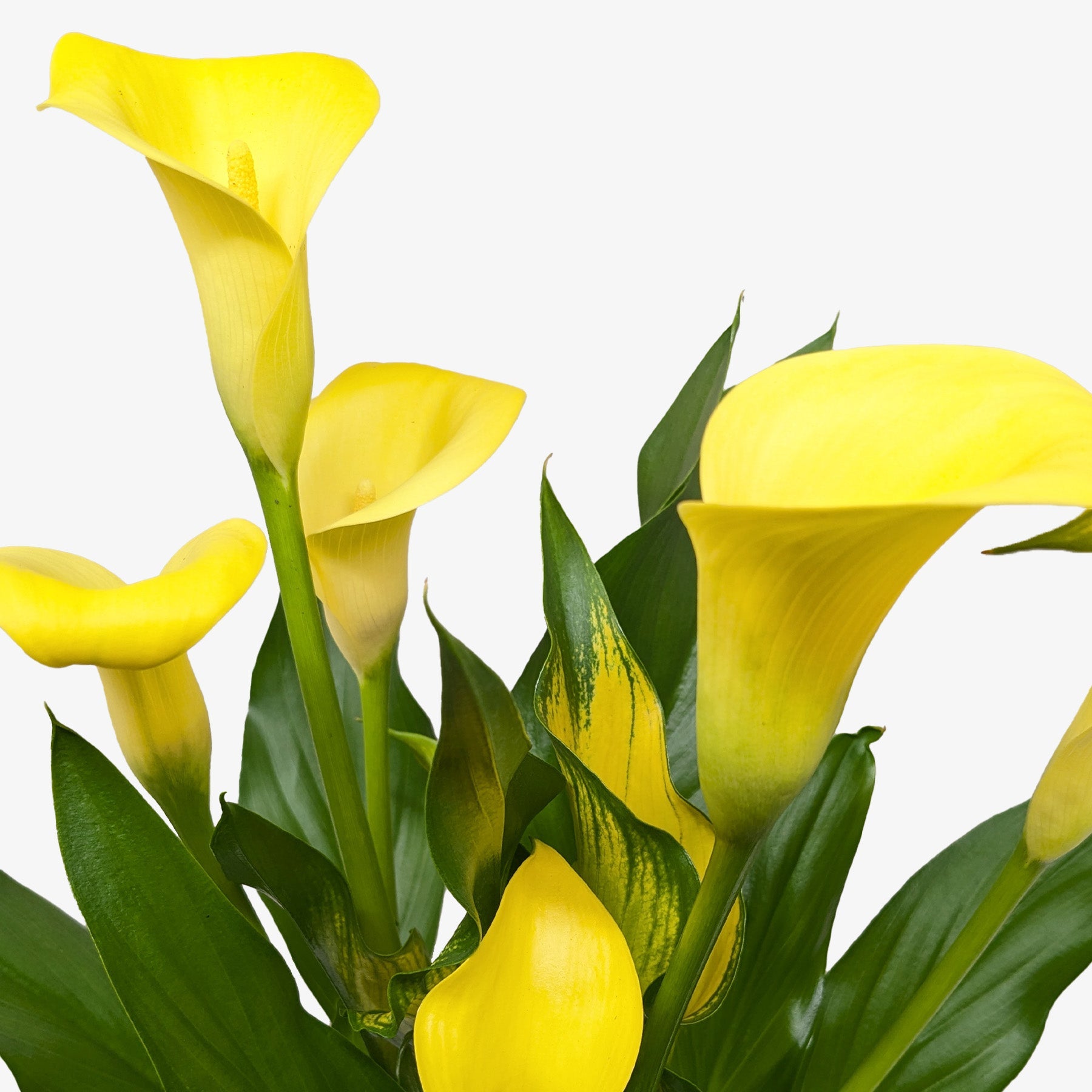 Calla Lily-6" Plant (2pk/$4.5) ($15 Ship/63oz)-The Succulent Source