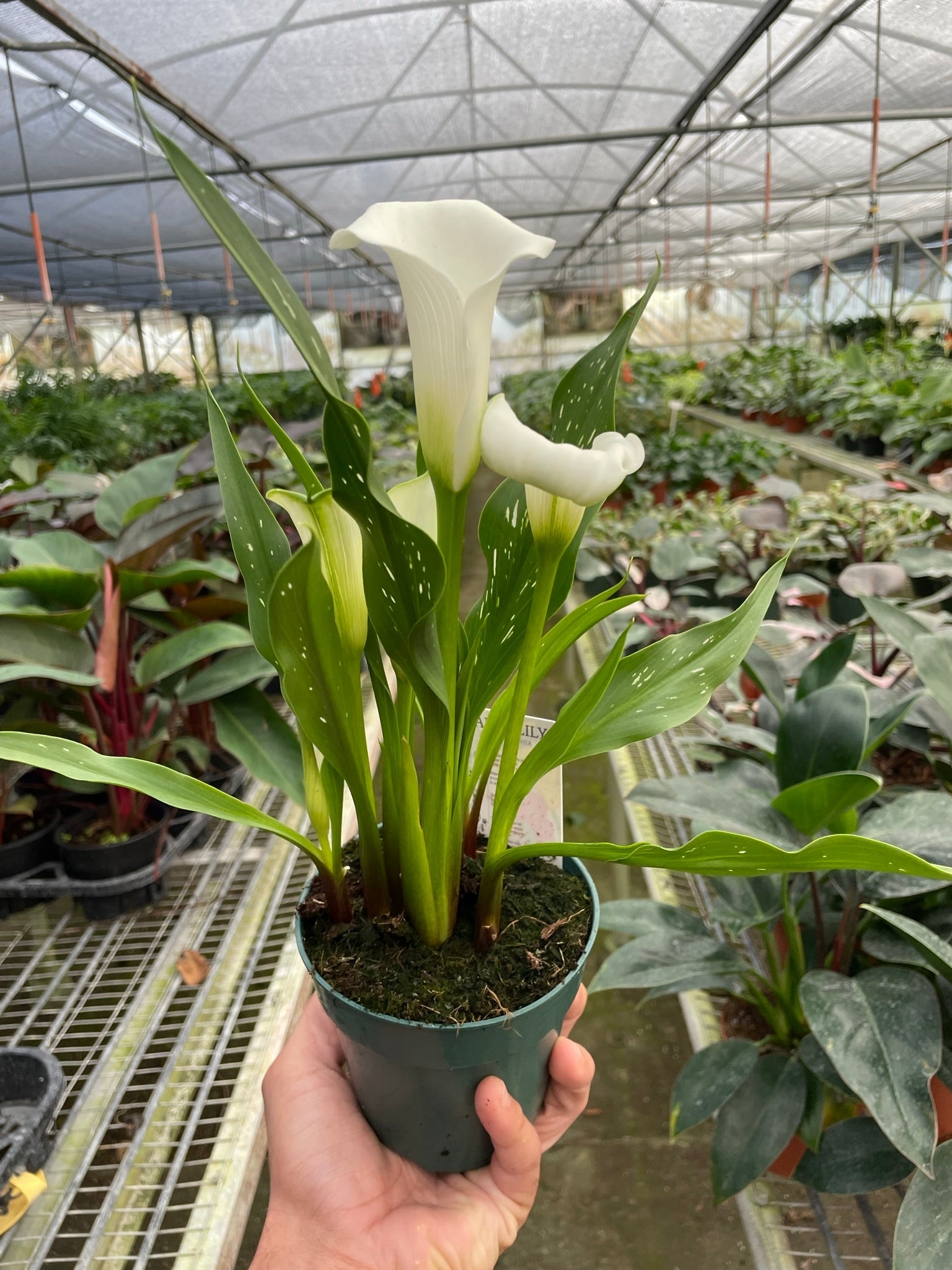Calla Lily-6" Plant (2pk/$4.5) ($15 Ship/63oz)-The Succulent Source