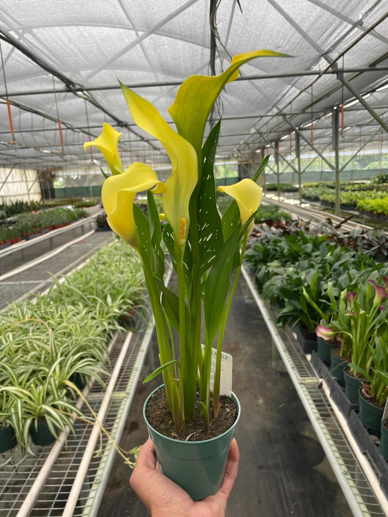 Calla Lily-6" Plant (2pk/$4.5) ($15 Ship/63oz)-The Succulent Source
