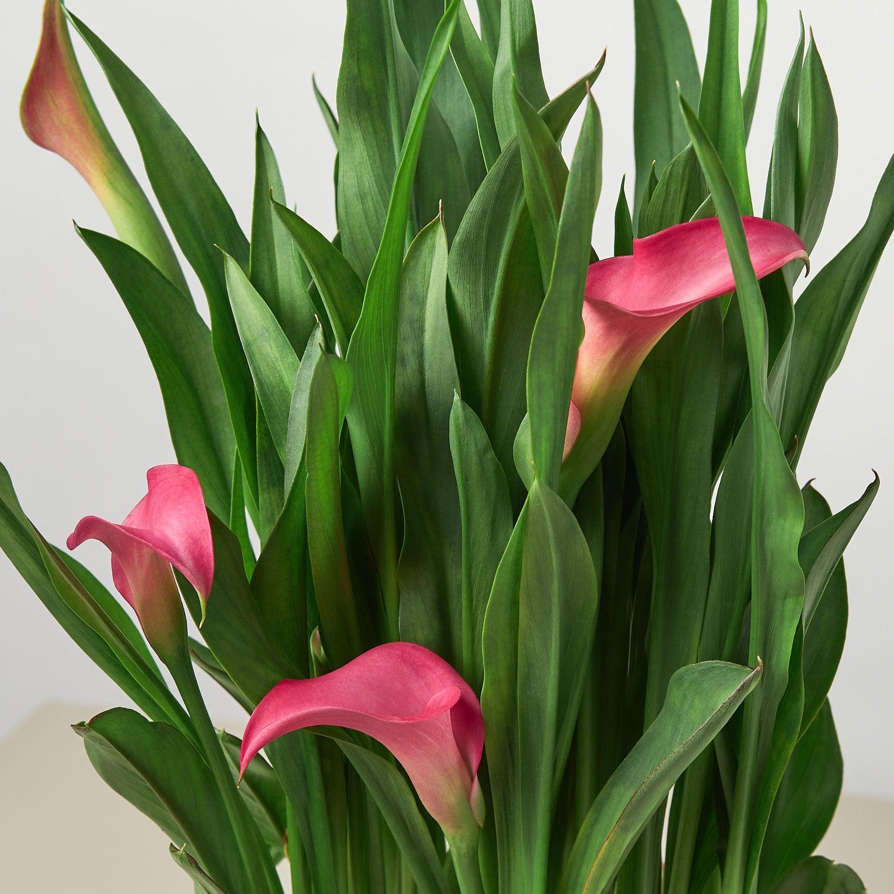 Calla Lily-6" Plant (2pk/$4.5) ($15 Ship/63oz)-The Succulent Source