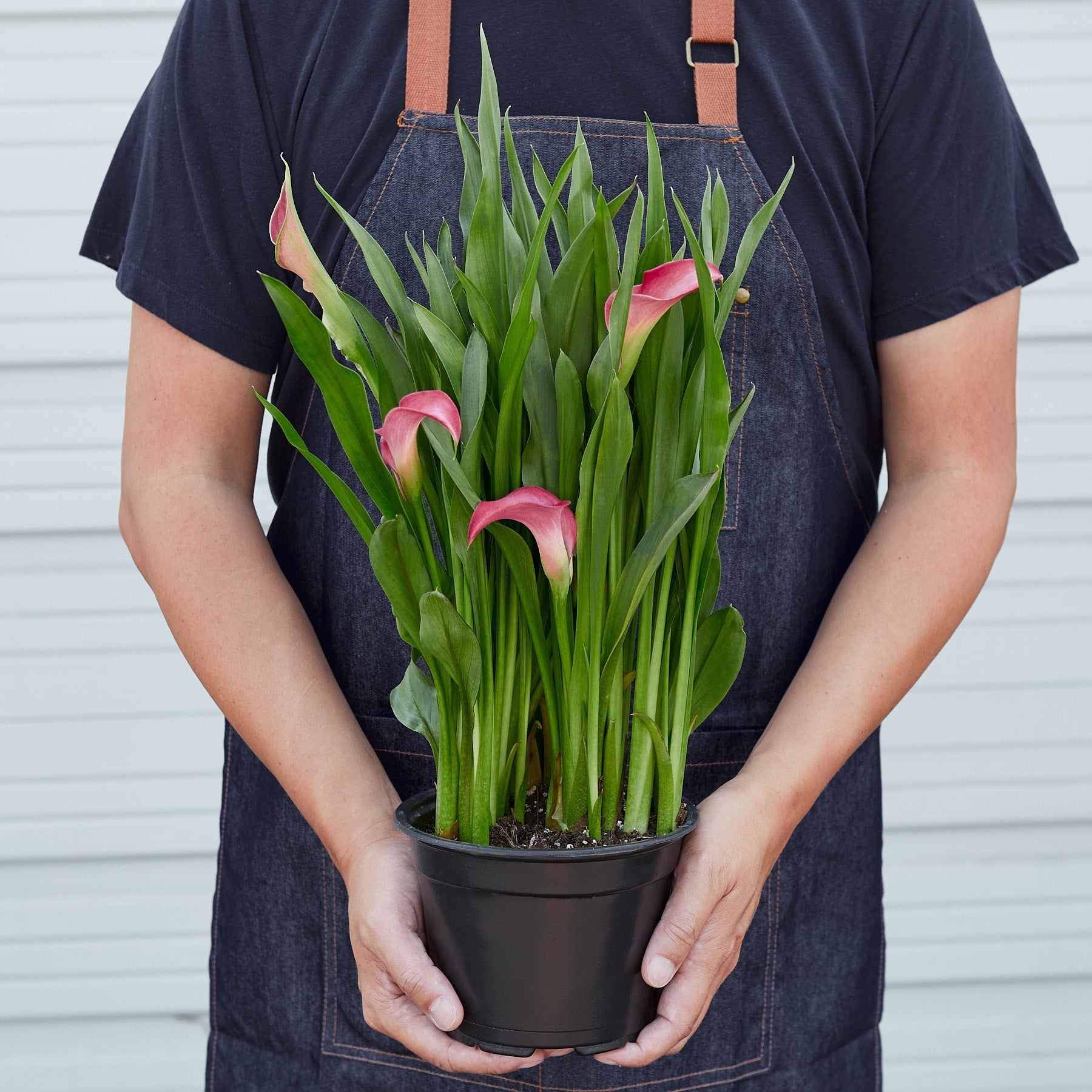 Calla Lily-6" Plant (2pk/$4.5) ($15 Ship/63oz)-The Succulent Source