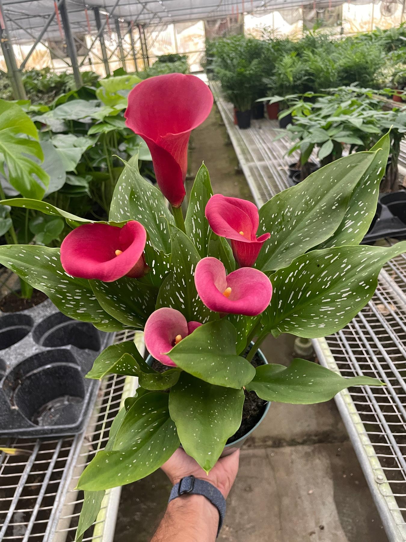Calla Lily-6" Plant (2pk/$4.5) ($15 Ship/63oz)-The Succulent Source
