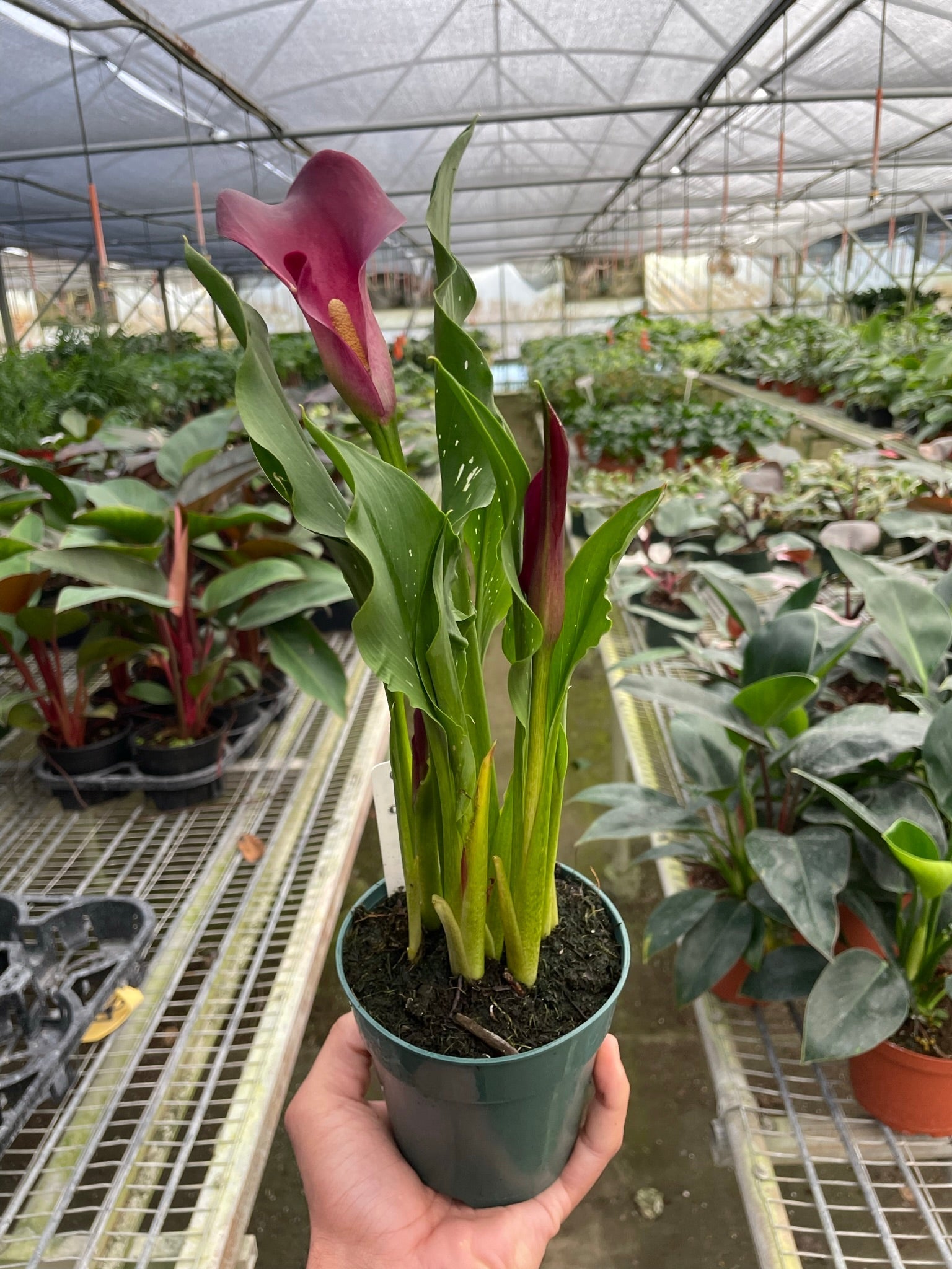 Calla Lily-6" Plant (2pk/$4.5) ($15 Ship/63oz)-The Succulent Source