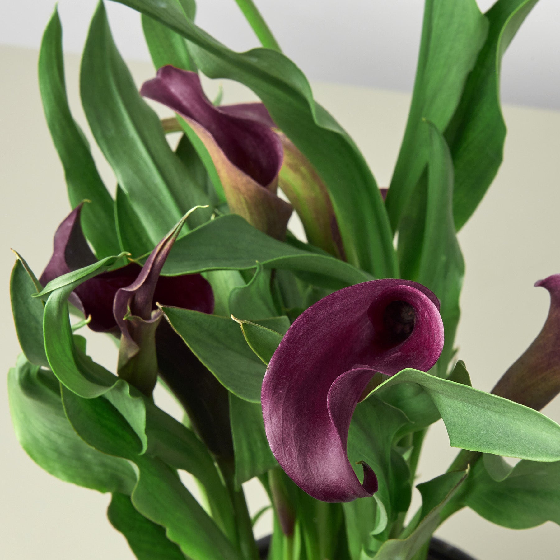 Calla Lily-6" Plant (2pk/$4.5) ($15 Ship/63oz)-The Succulent Source