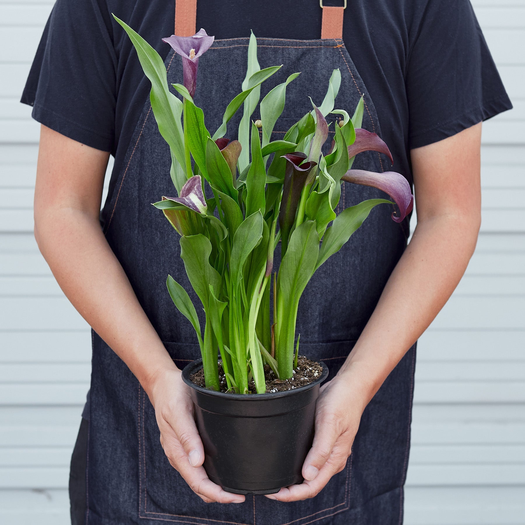 Calla Lily-6" Plant (2pk/$4.5) ($15 Ship/63oz)-The Succulent Source