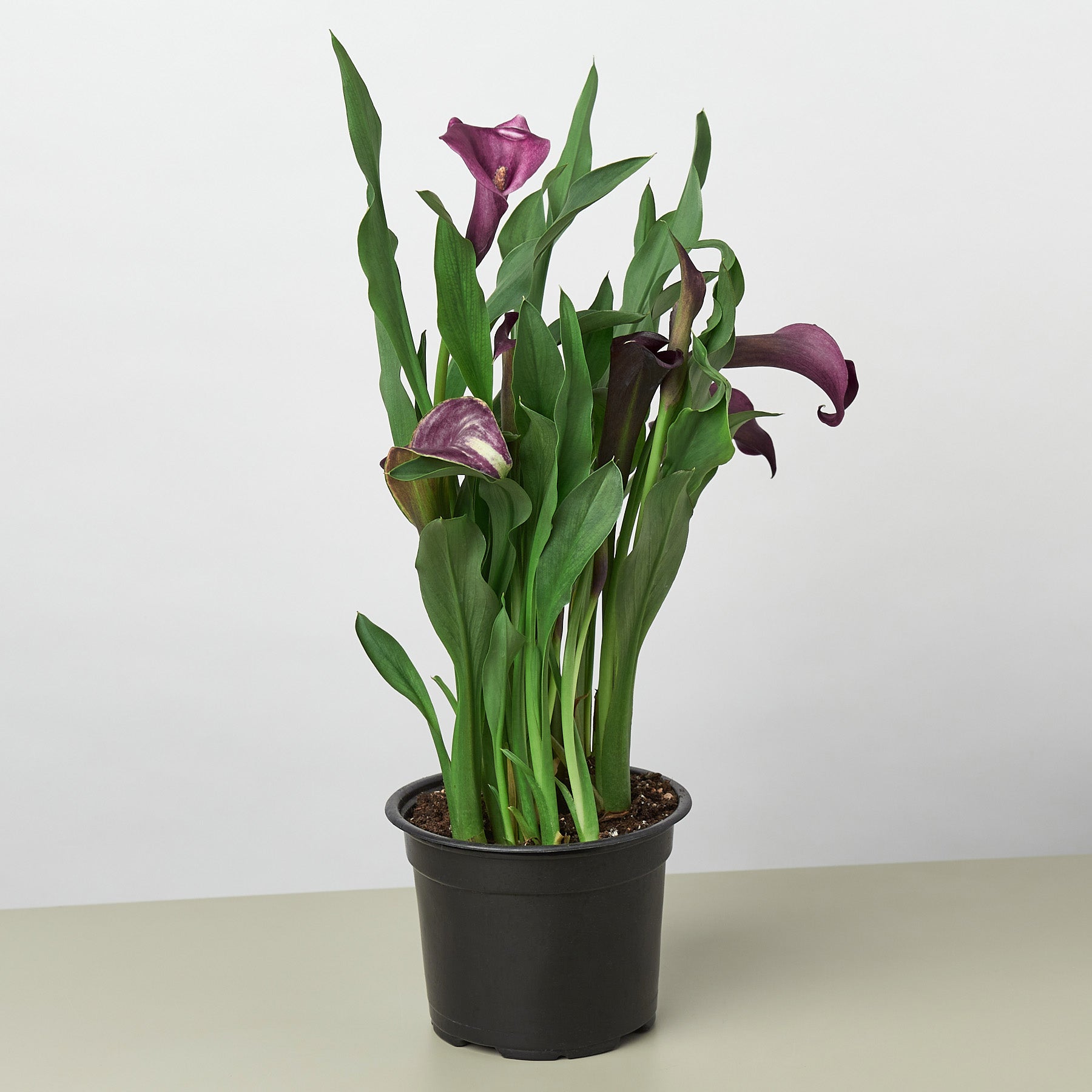Calla Lily-6" Plant (2pk/$4.5) ($15 Ship/63oz)-The Succulent Source