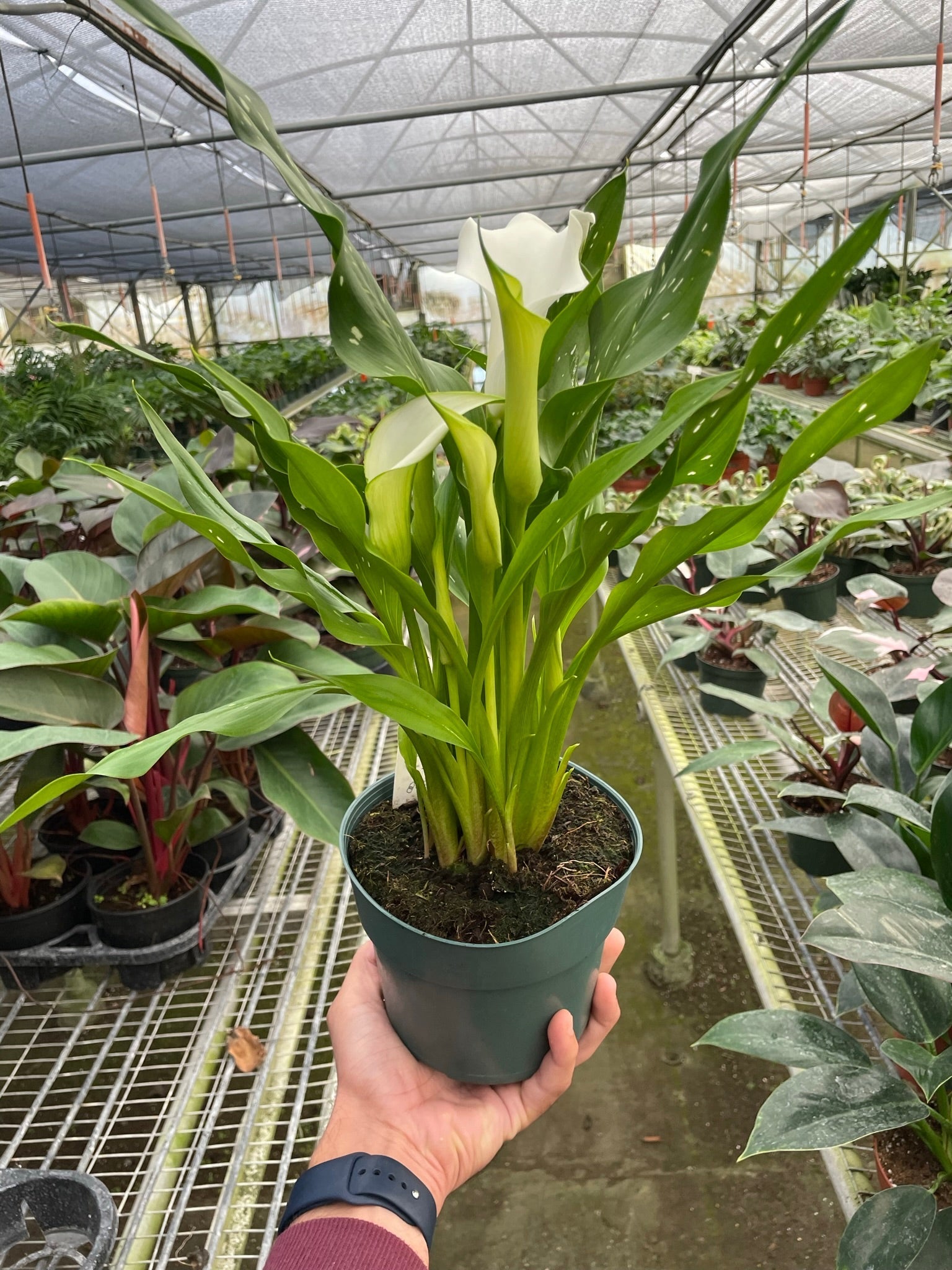 Calla Lily-6" Plant (2pk/$4.5) ($15 Ship/63oz)-The Succulent Source