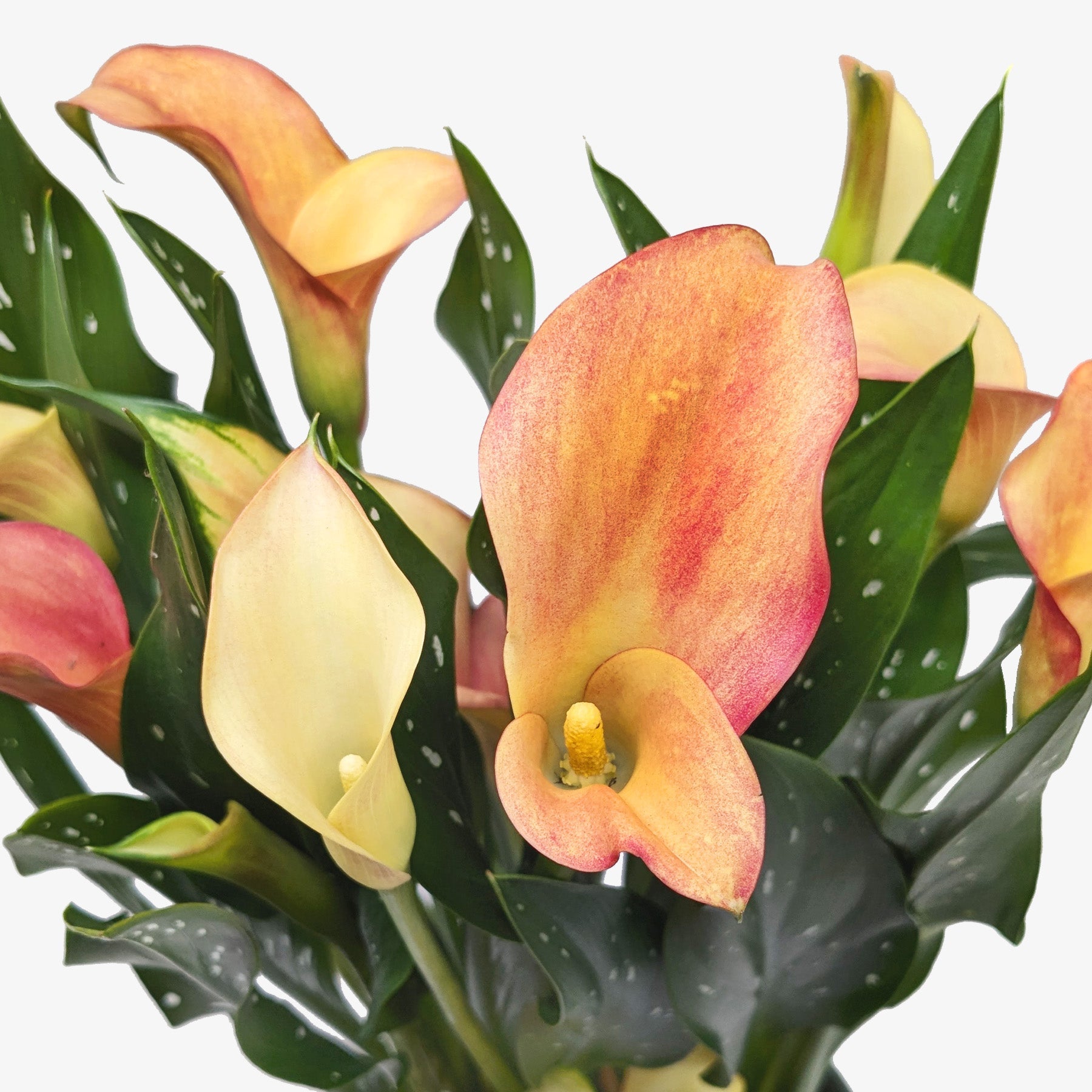 Calla Lily-6" Plant (2pk/$4.5) ($15 Ship/63oz)-The Succulent Source