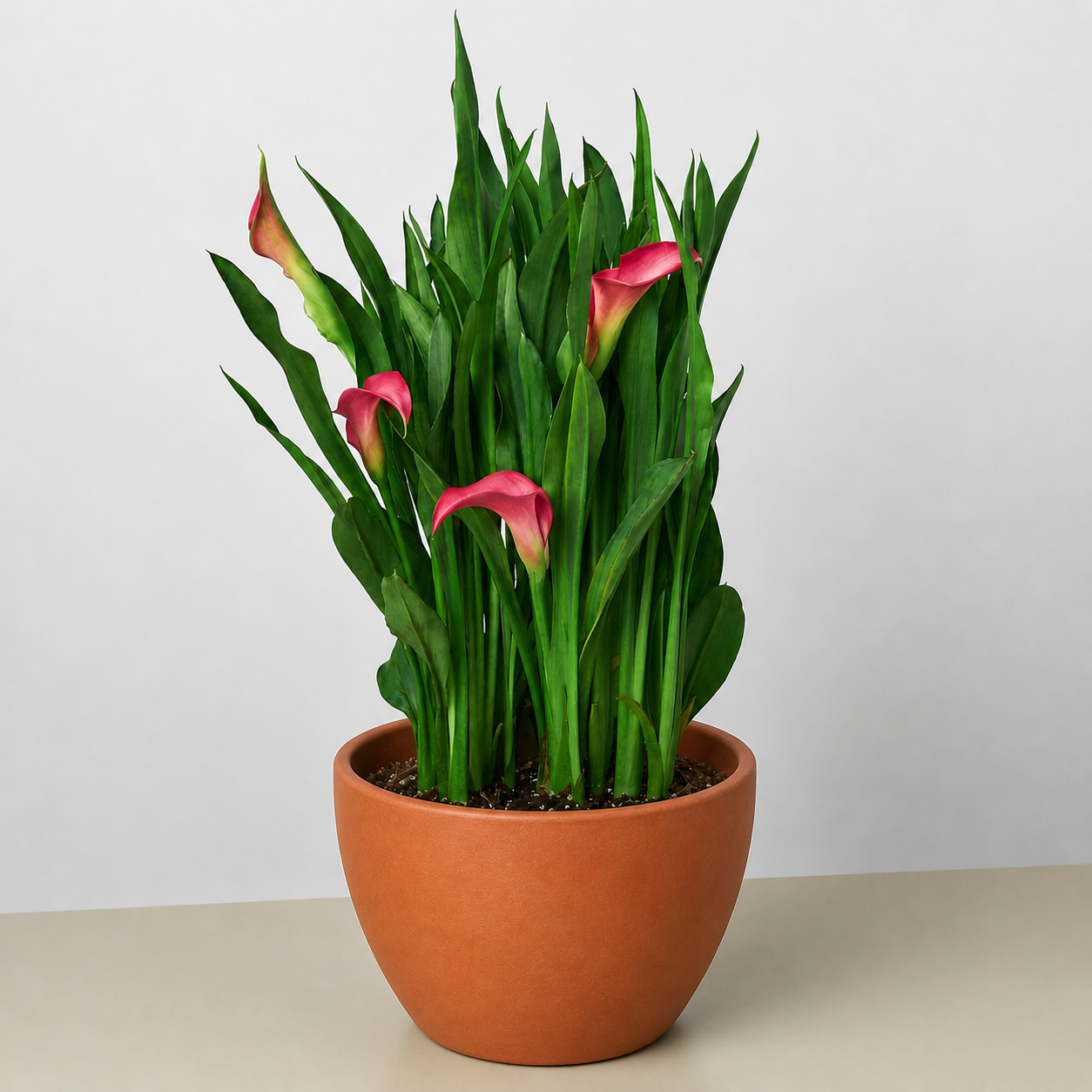 Calla Lily-6" Plant (2pk/$4.5) ($15 Ship/63oz)-The Succulent Source