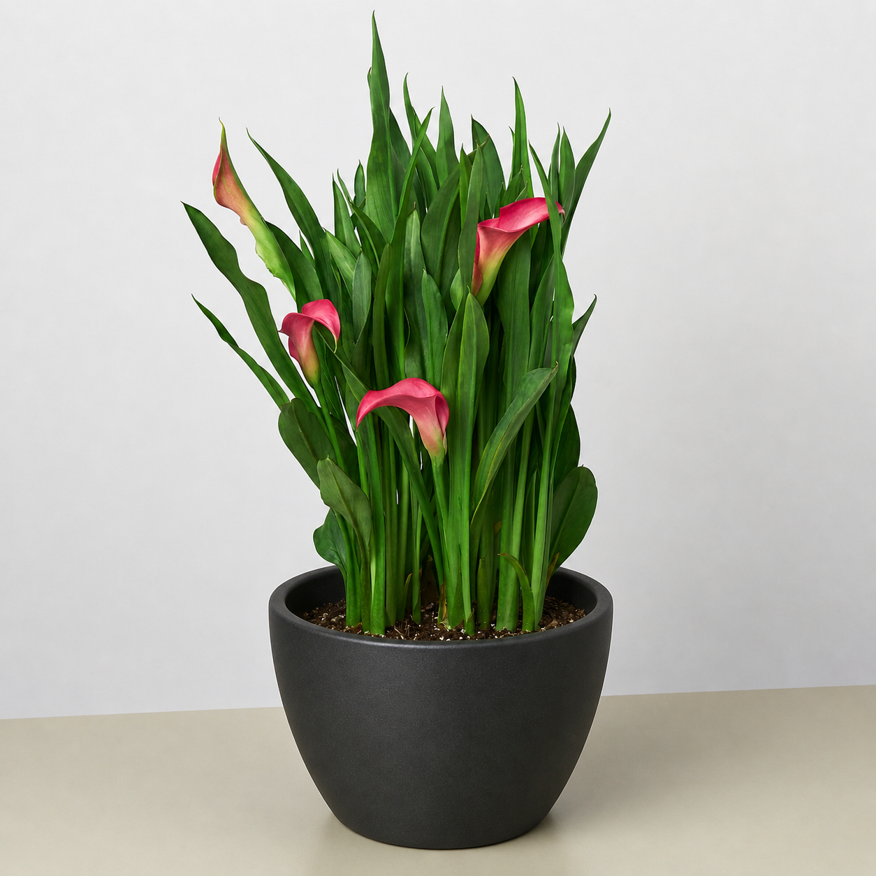 Calla Lily-6" Plant (2pk/$4.5) ($15 Ship/63oz)-The Succulent Source