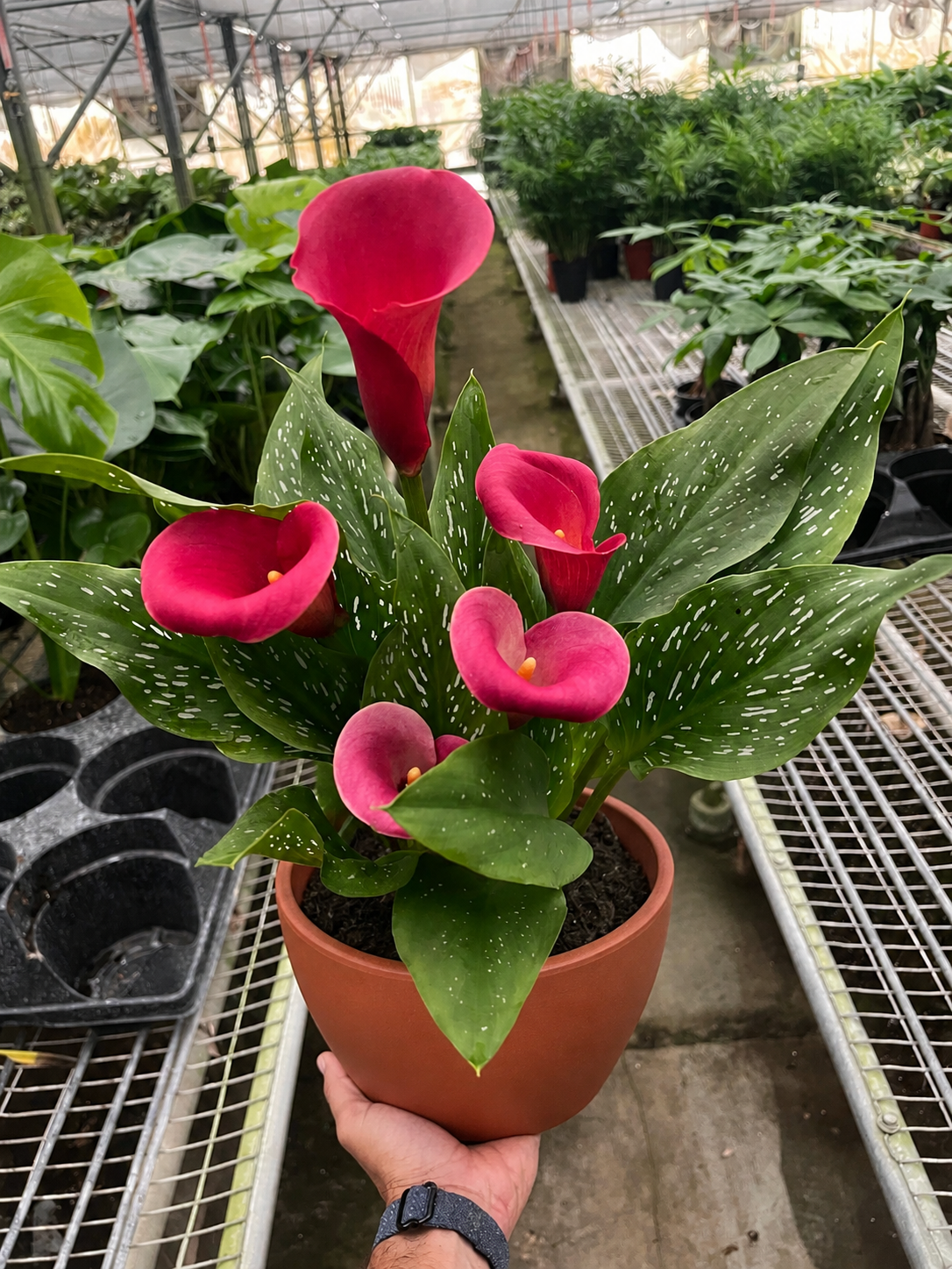 Calla Lily-6" Plant (2pk/$4.5) ($15 Ship/63oz)-The Succulent Source