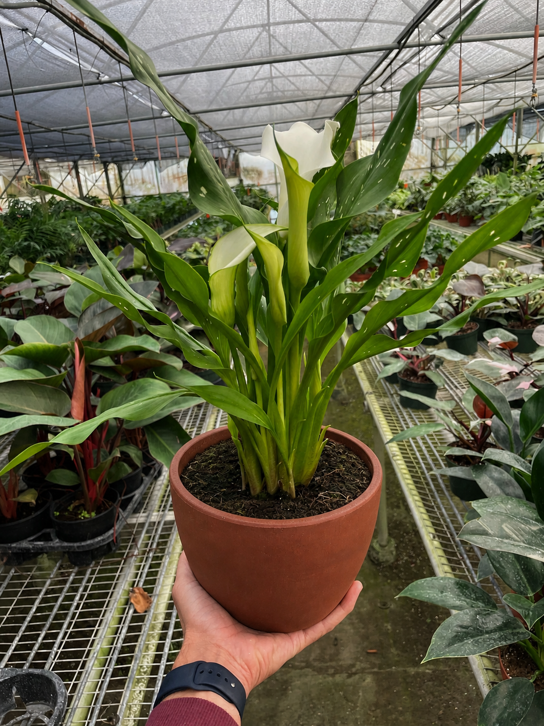 Calla Lily-6" Plant (2pk/$4.5) ($15 Ship/63oz)-The Succulent Source