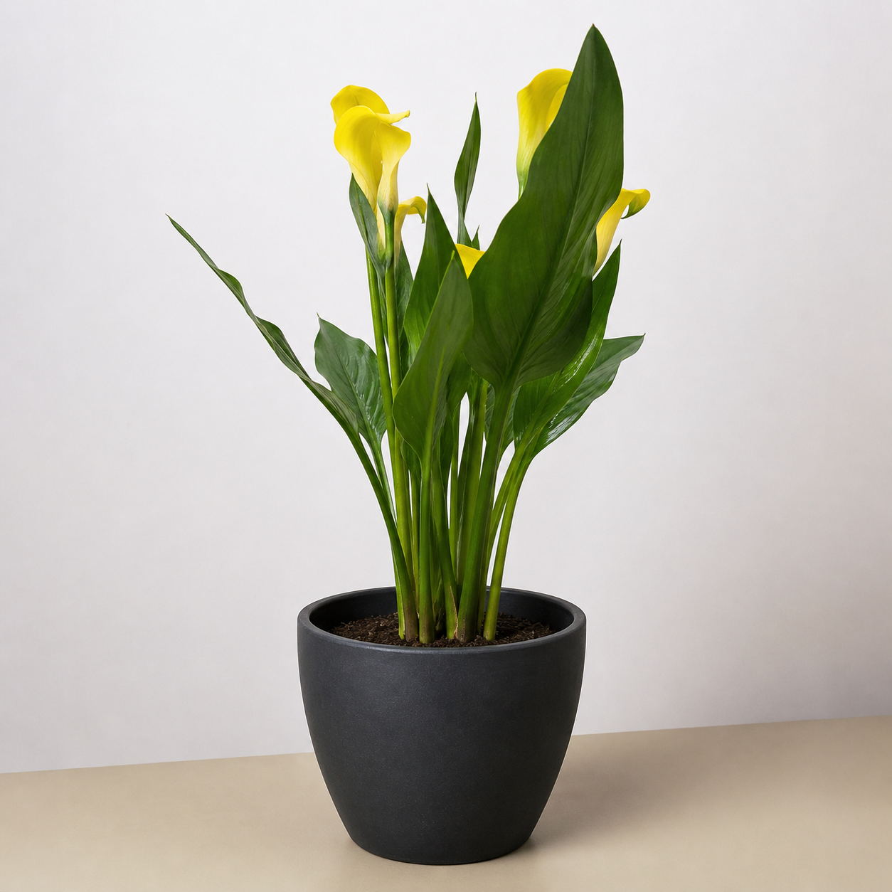 Calla Lily-6" Plant (2pk/$4.5) ($15 Ship/63oz)-The Succulent Source