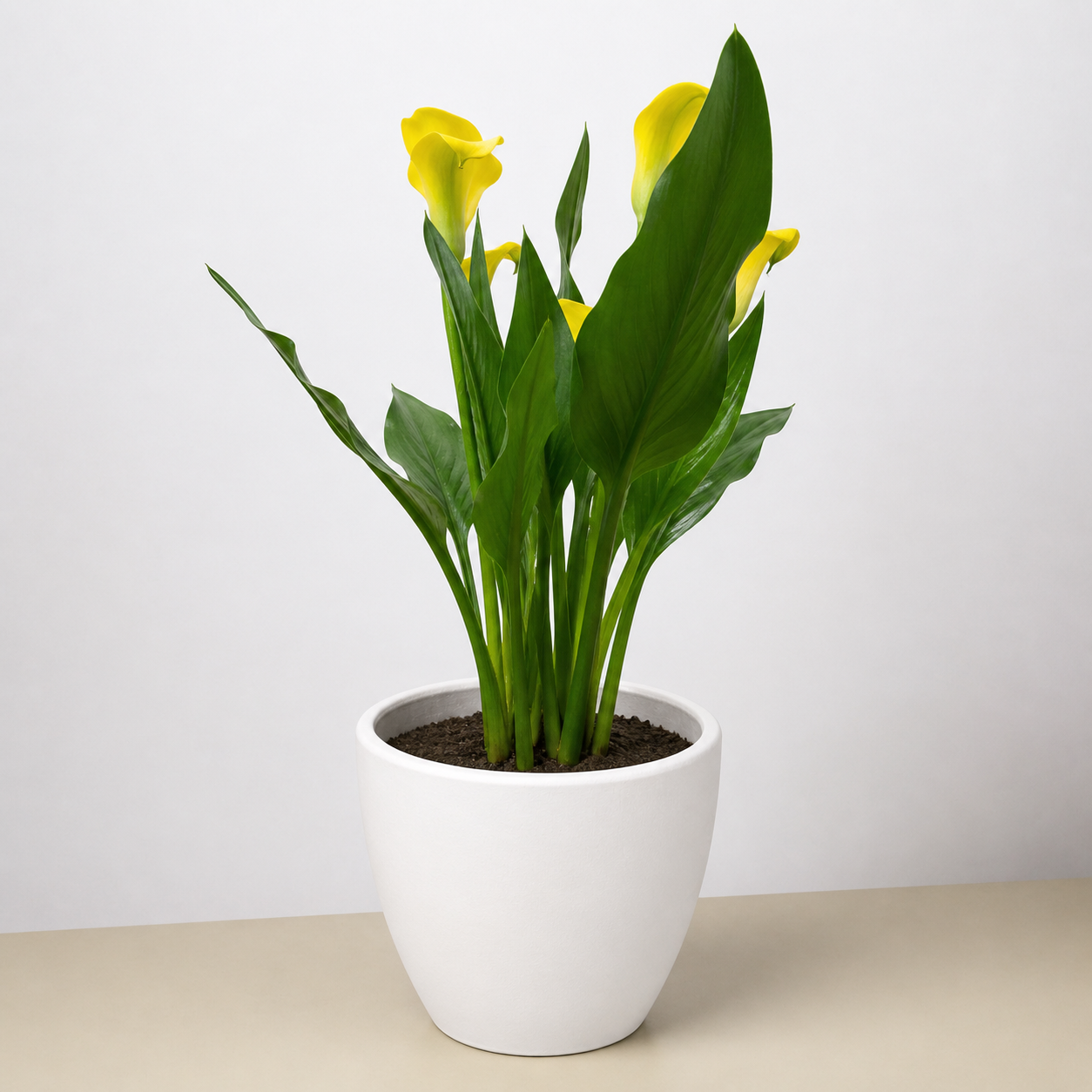 Calla Lily-6" Plant (2pk/$4.5) ($15 Ship/63oz)-The Succulent Source