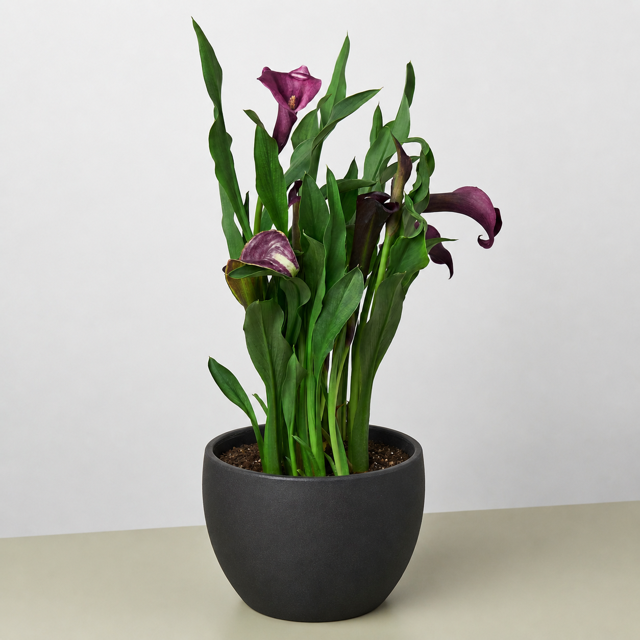 Calla Lily-6" Plant (2pk/$4.5) ($15 Ship/63oz)-The Succulent Source