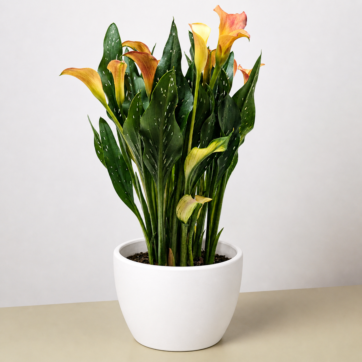 Calla Lily-6" Plant (2pk/$4.5) ($15 Ship/63oz)-The Succulent Source