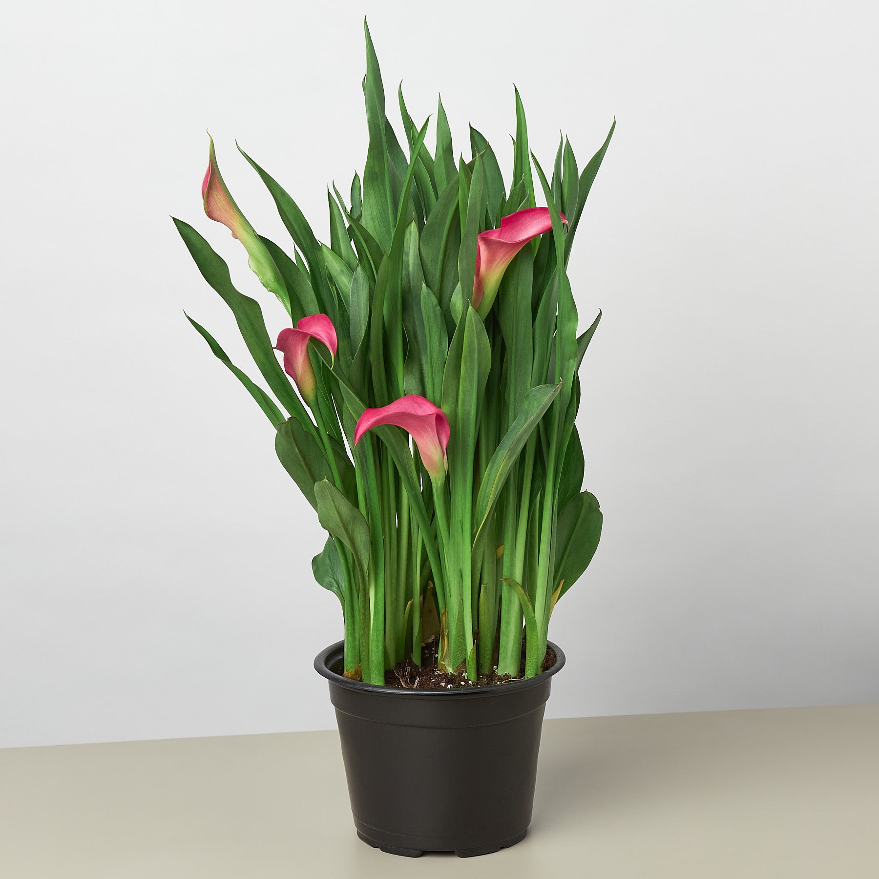 Calla Lily-6" Plant (2pk/$4.5) ($15 Ship/63oz)-The Succulent Source