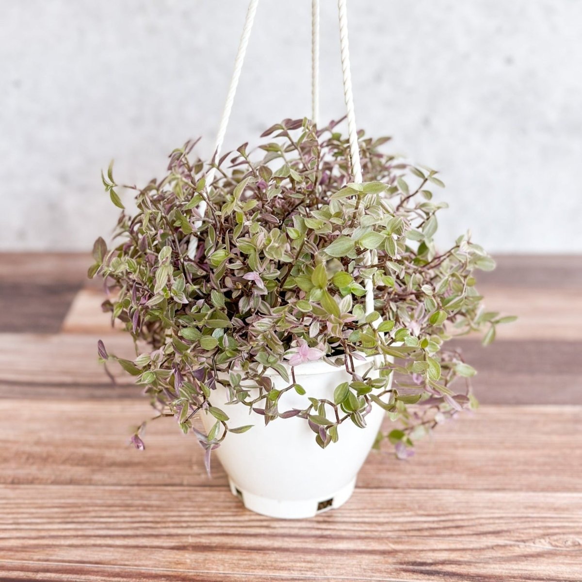 Callisia Repens ‘Pink Passion’ - Turtle Vine Hanging Basket-Potted Houseplants-The Succulent Source