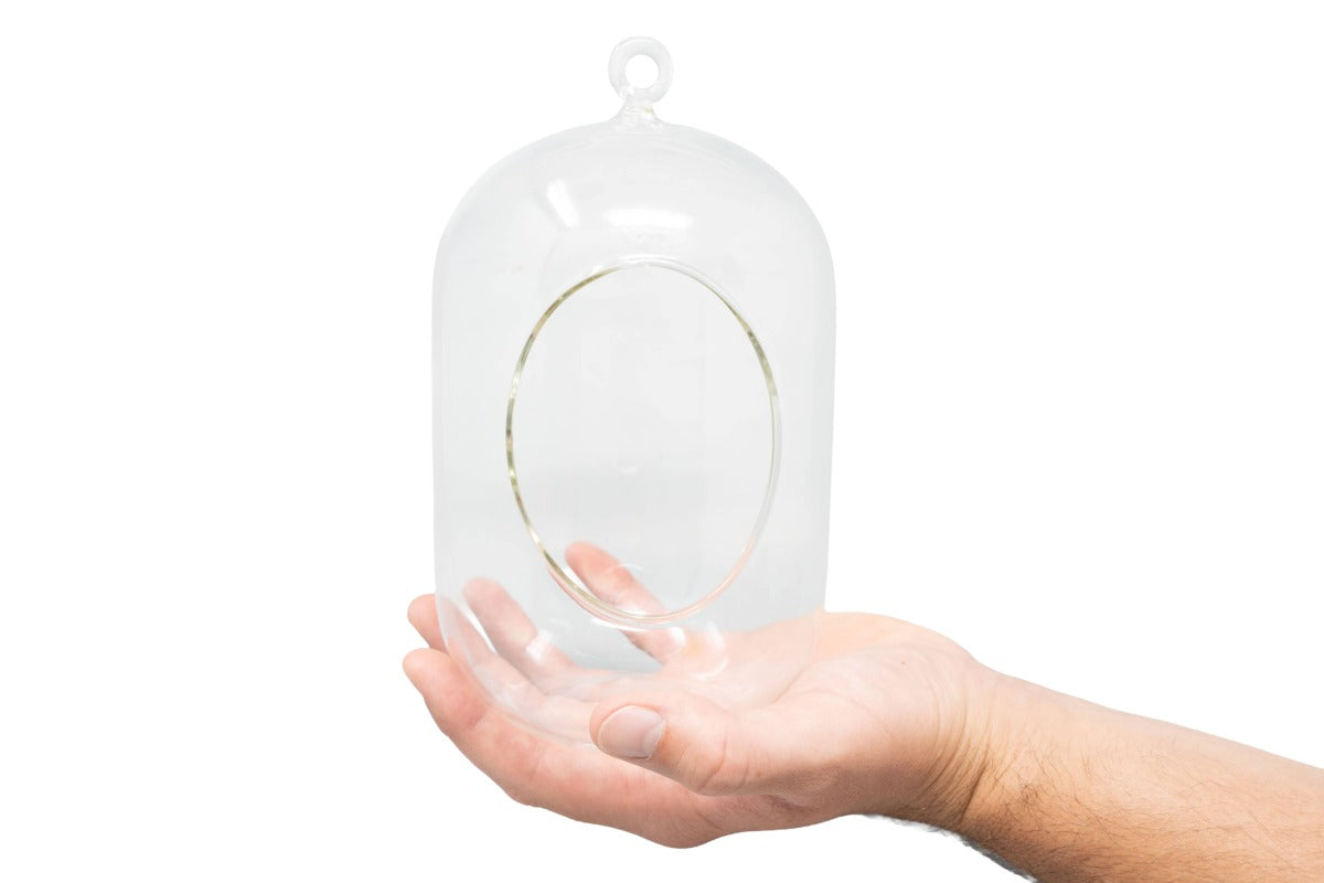 Capsule Terrarium with Moss and Tillandsia Air Plants-gift-The Succulent Source