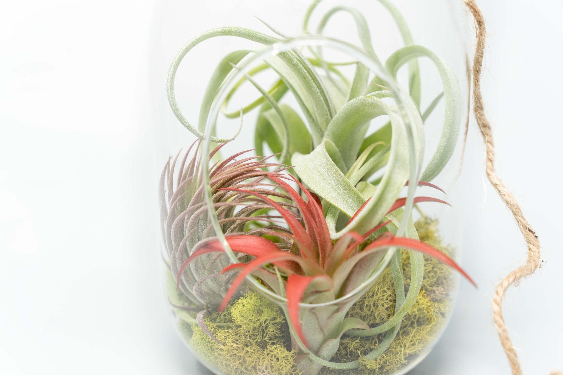 Capsule Terrarium with Moss and Tillandsia Air Plants-gift-The Succulent Source
