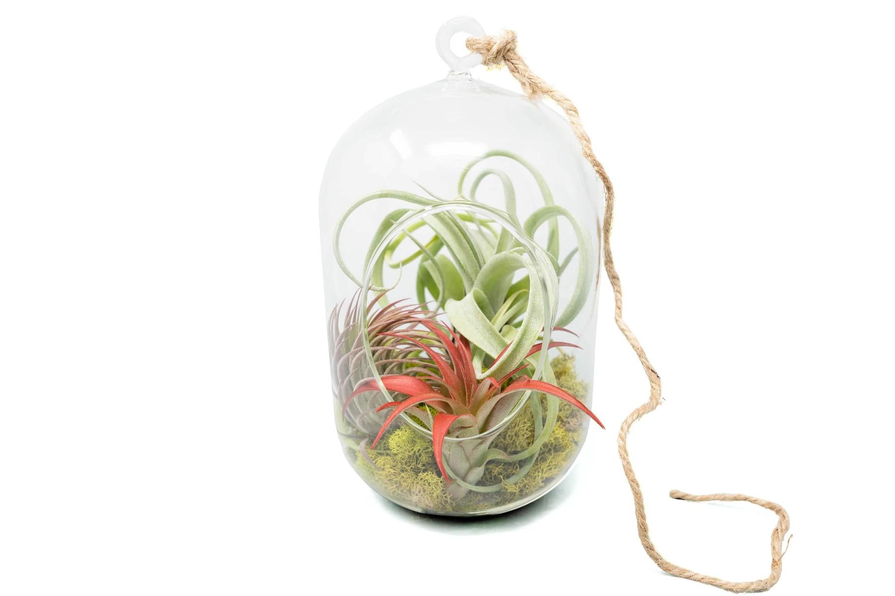 air plant gift Capsule Terrarium with Moss and Tillandsia Air Plants