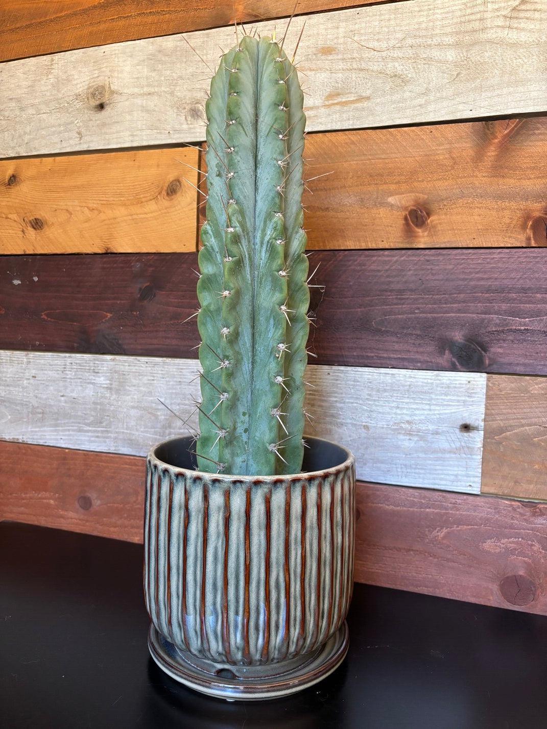 Ceramic Pot with Saucer-Accessory-The Succulent Source