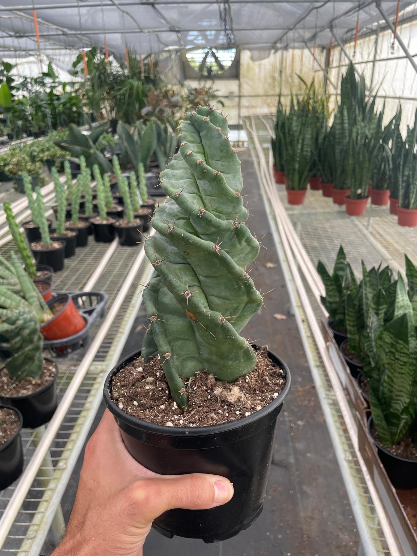 Cereus forbesii 'Spiralis'-Indoor Plants-The Succulent Source