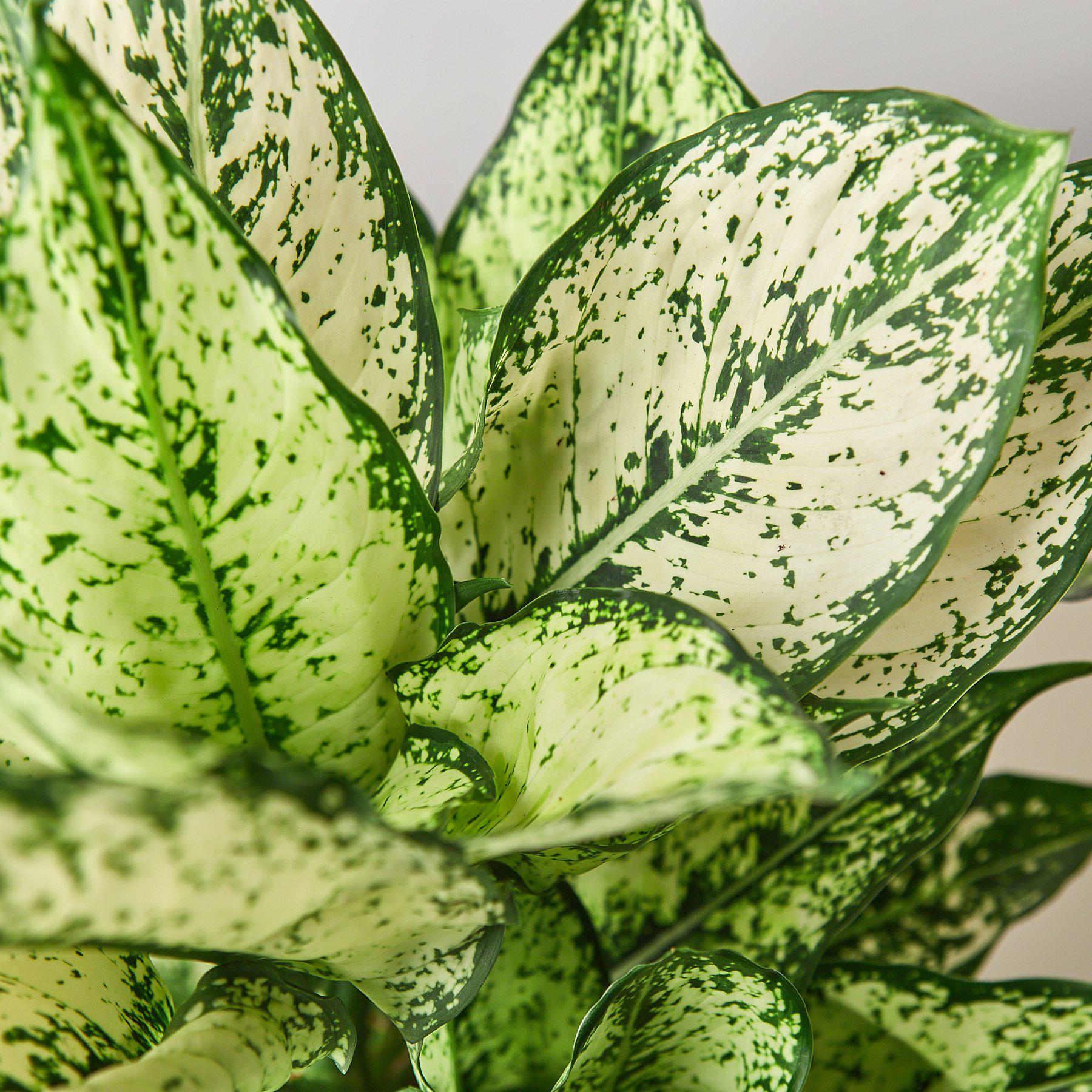 Chinese Evergreen 'First Diamond'-Indoor Plants-The Succulent Source