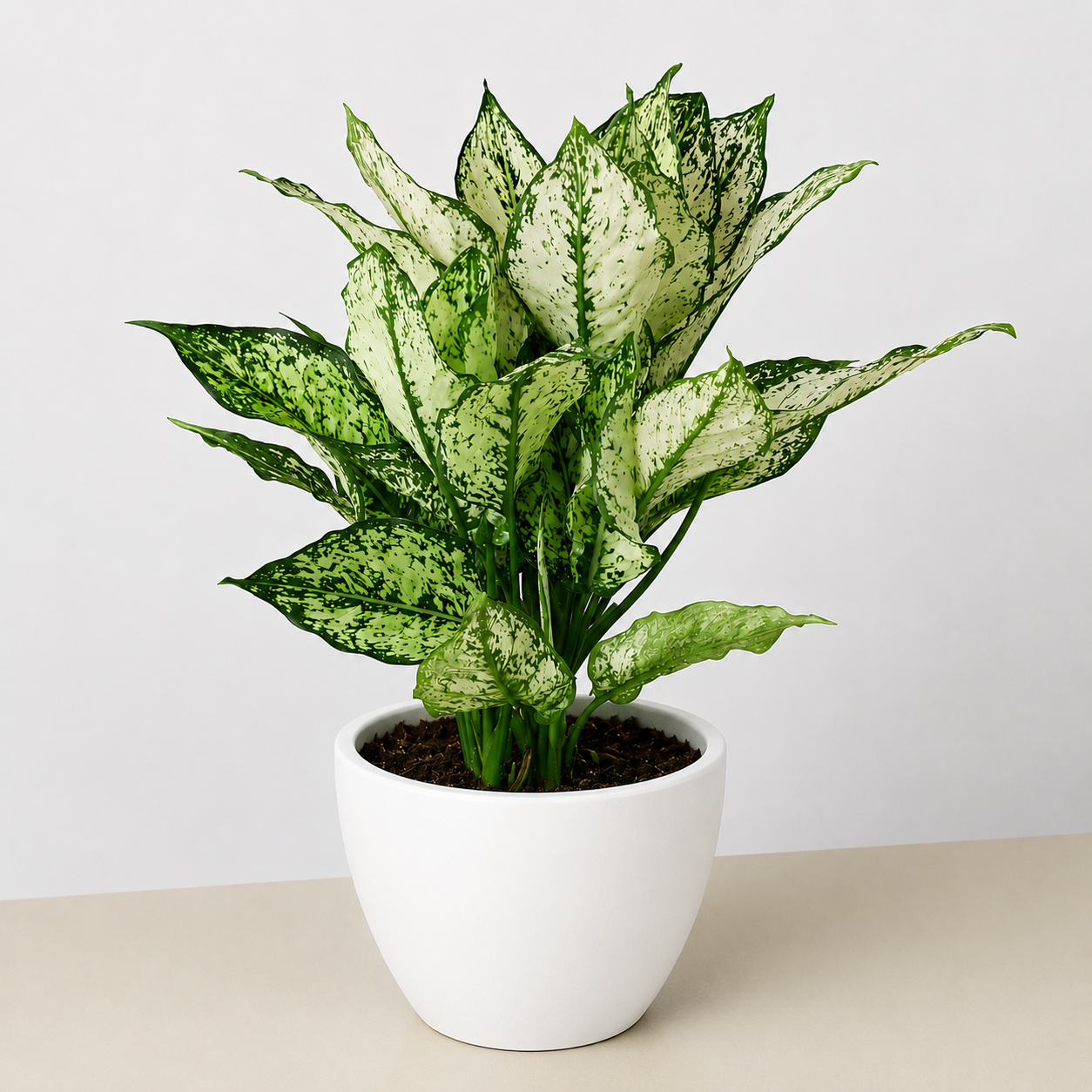 Chinese Evergreen 'First Diamond'-Indoor Plants-The Succulent Source