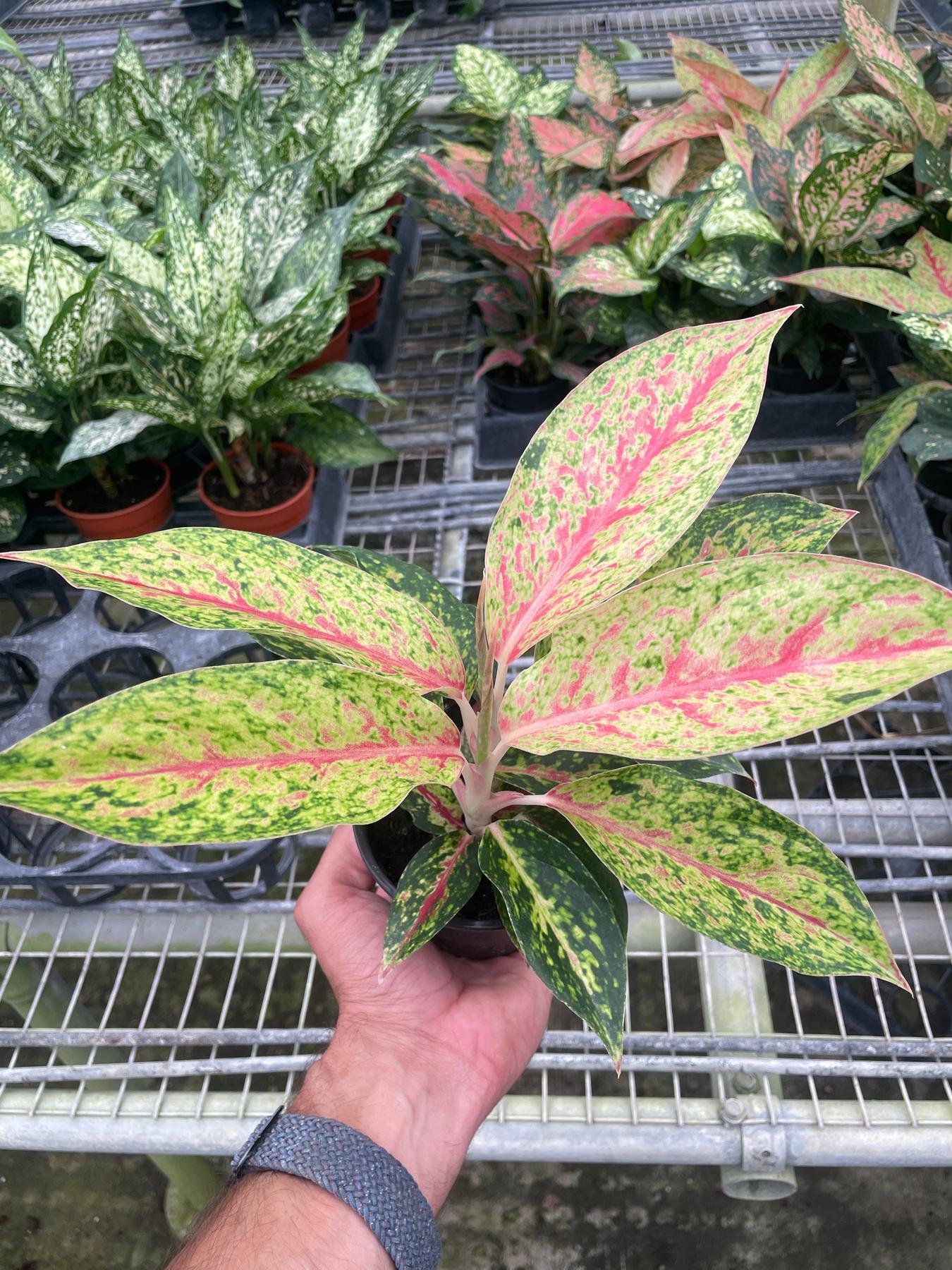 Chinese Evergreen 'Karat'-4" Plant-The Succulent Source